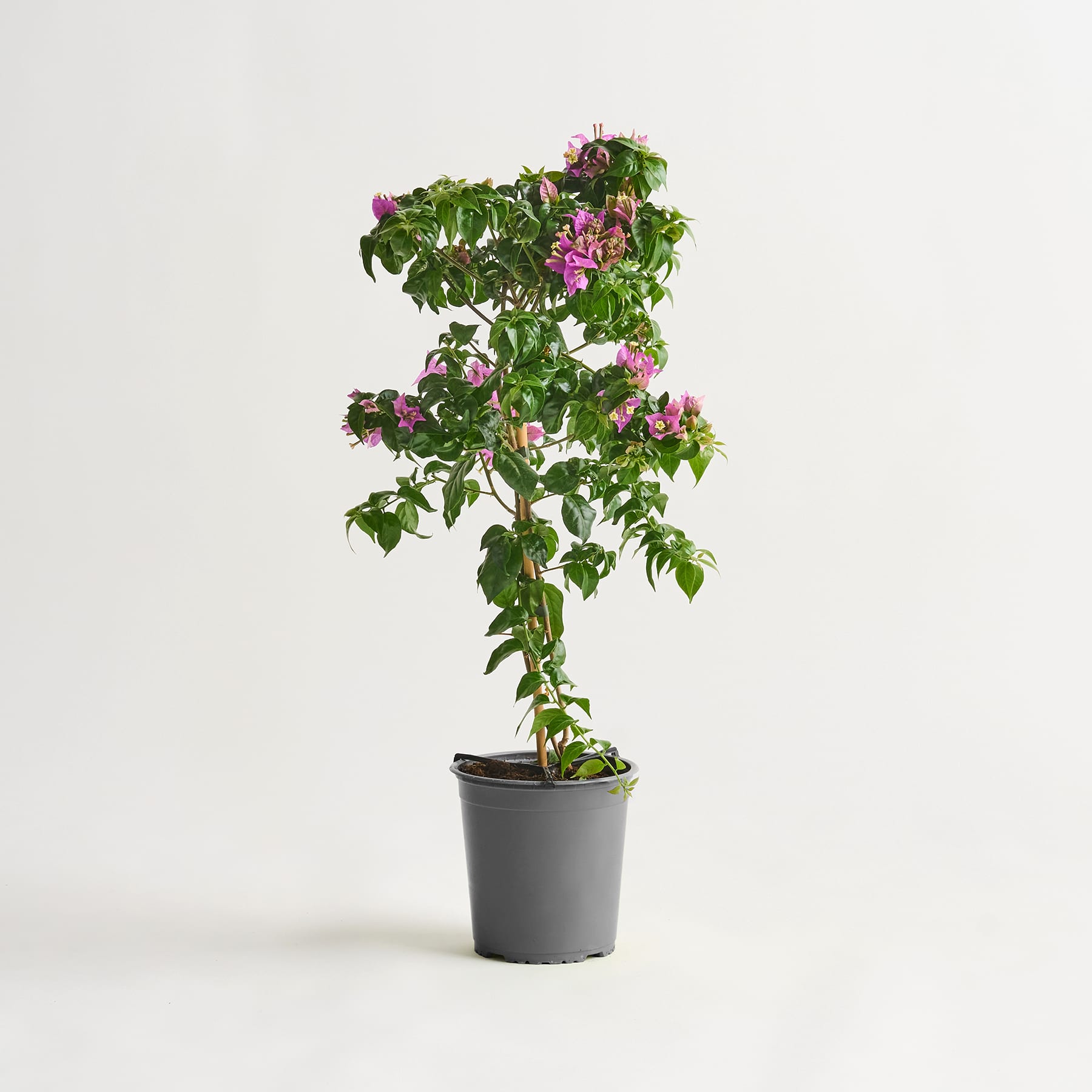 Eine Topfpflanze mit üppigem grünem Laub und leuchtend rosa Blüten steht vor einem schlichten weißen Hintergrund.