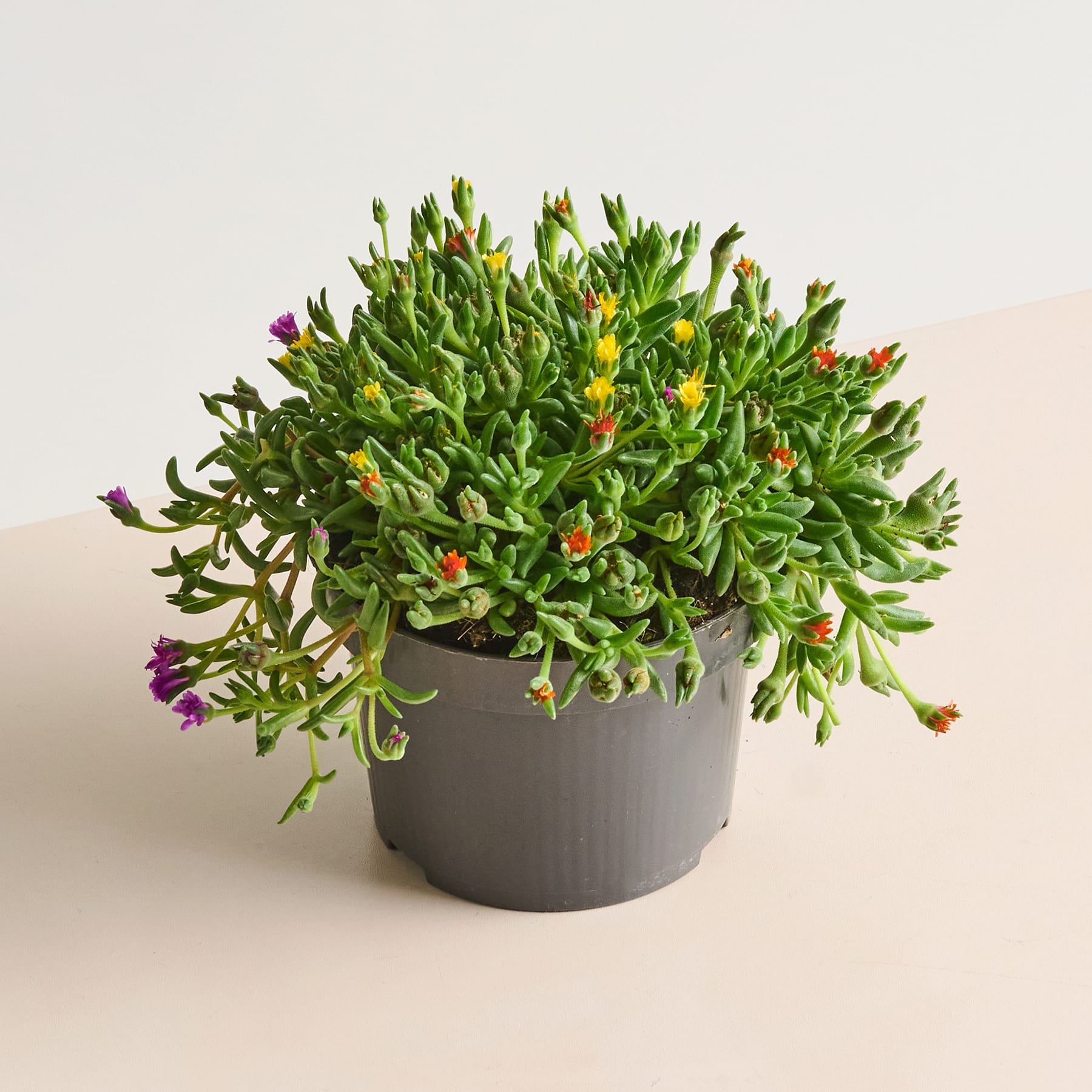 Eine üppige, grüne Sukkulente mit leuchtend violetten Blüten steht in einem grauen Keramiktopf vor einem schlichten, hellen Hintergrund.