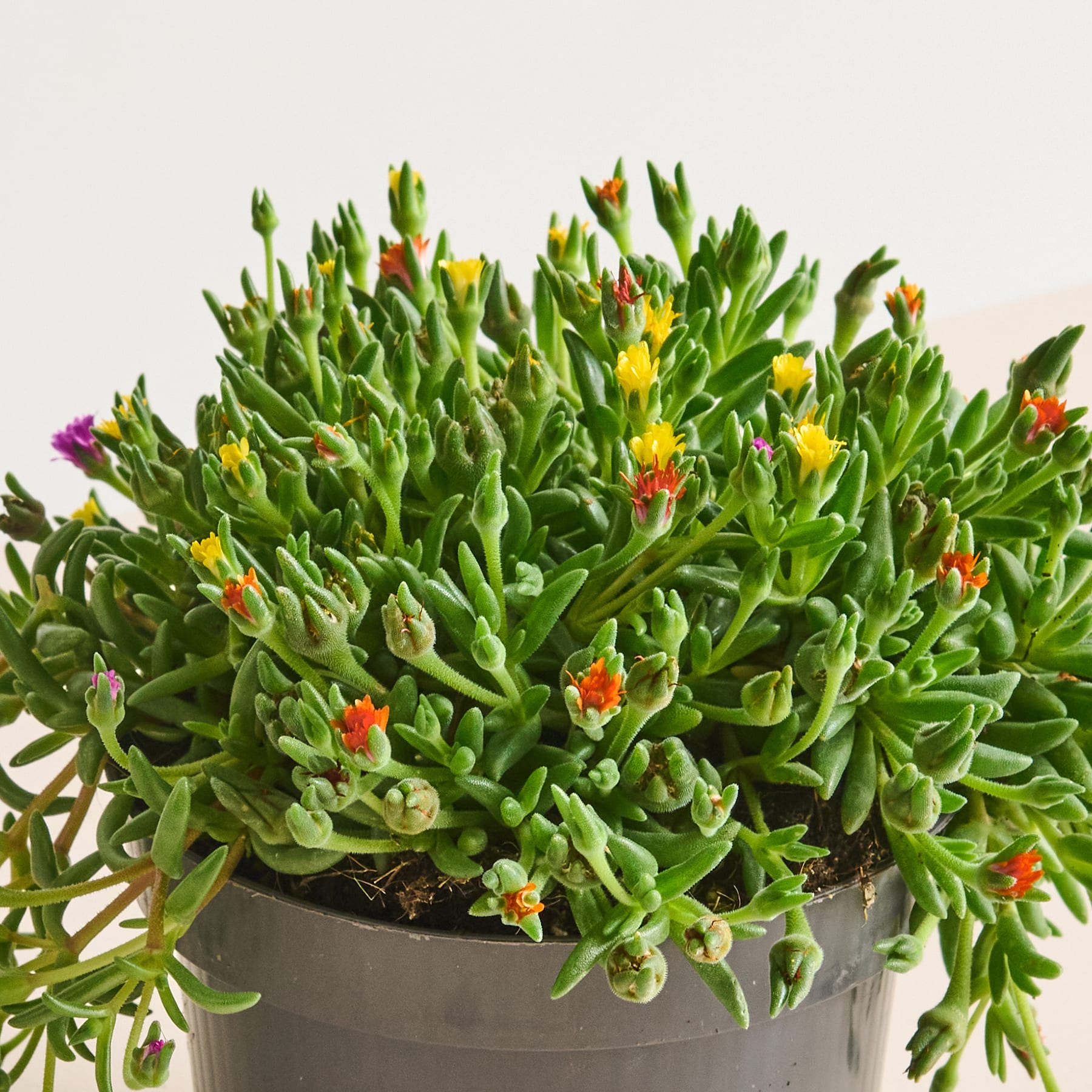 Eine üppige, lebendige Präsentation von Sukkulenten mit grünem Laub und bunten Blüten in einem Keramiktopf vor einem schlichten Hintergrund.