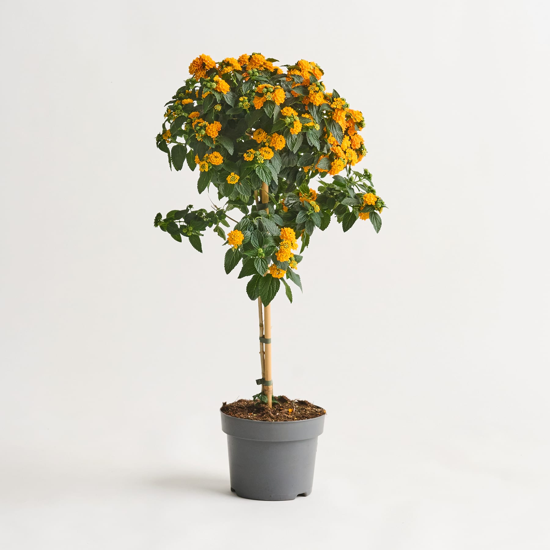 Eine Topfpflanze mit leuchtend gelben Blüten und üppigem grünen Laub steht vor einem schlichten weißen Hintergrund.