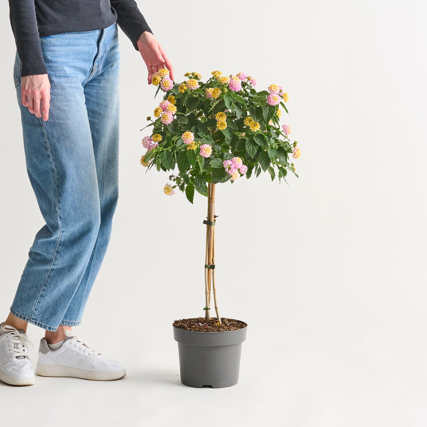 Im Vordergrund sind die Beine und Füße einer Person zu sehen, die Jeans und weiße Turnschuhe trägt, während im Hintergrund eine Topfpflanze mit leuchtend rosa und gelben Blüten steht.