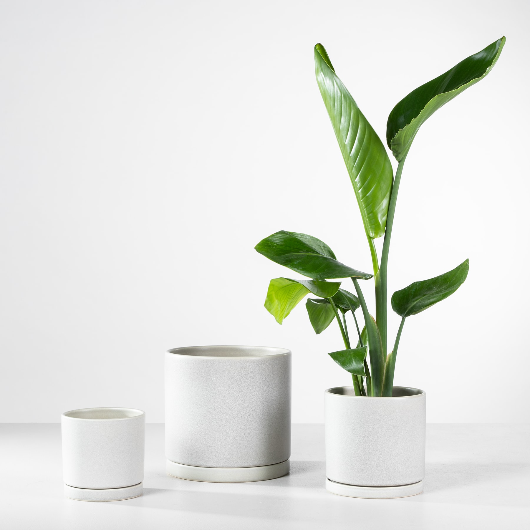 Das Bild zeigt drei weiße Keramikpflanzgefäße mit üppigen grünen tropischen Pflanzen vor einem schlichten weißen Hintergrund.