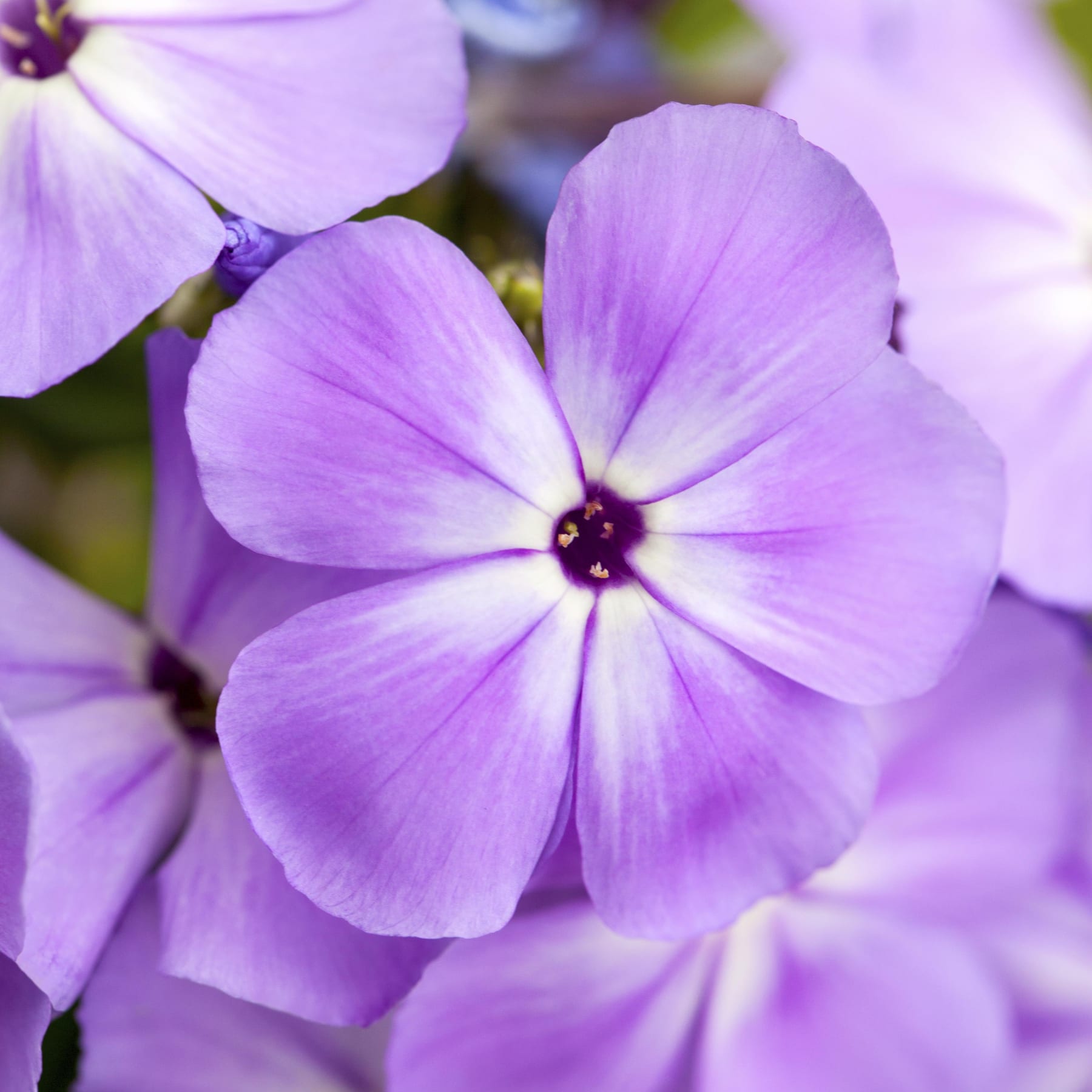 Leuchtend violette Blüten mit zarten Blütenblättern und einer dunklen Mitte füllen den Rahmen vor einem unscharfen grünen Hintergrund.