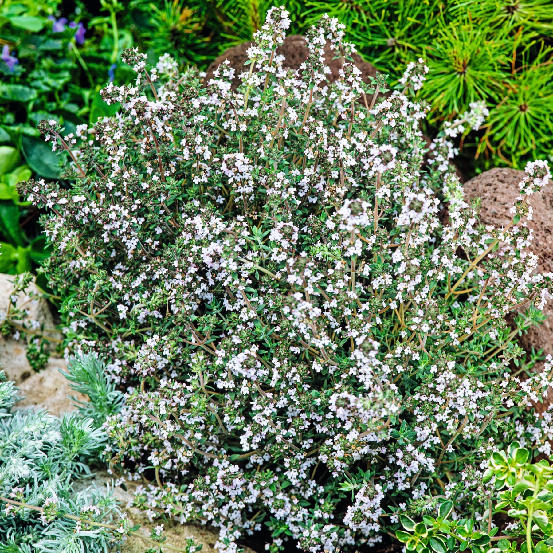 Ein üppiger, grüner Garten voller dichter Ansammlungen kleiner, zarter weißer Blüten, umgeben von leuchtendem Laub.