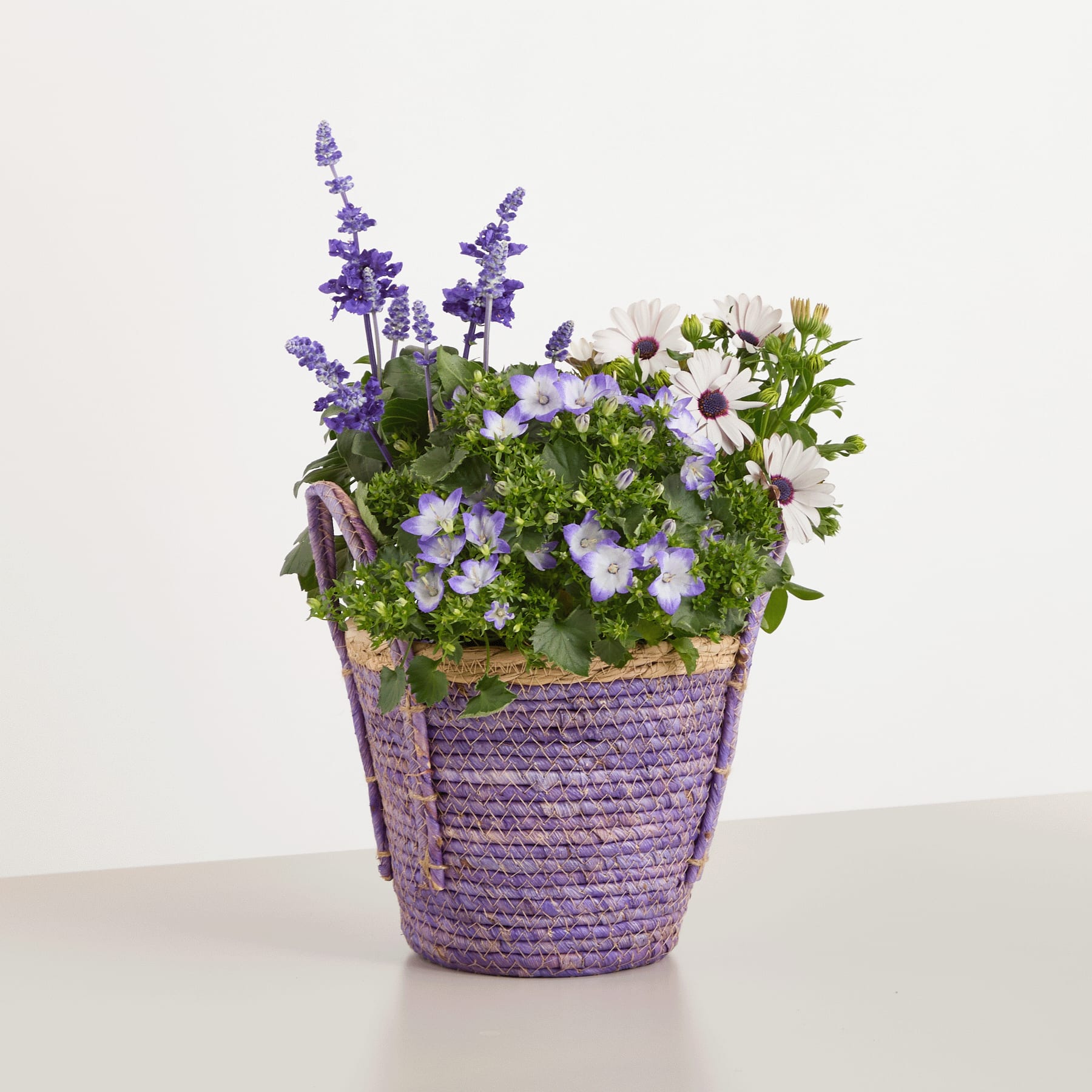 Ein geflochtener lila Korb, gefüllt mit einem farbenfrohen Arrangement aus weißen Gänseblümchen und lila glockenförmigen Blumen vor einem schlichten weißen Hintergrund.