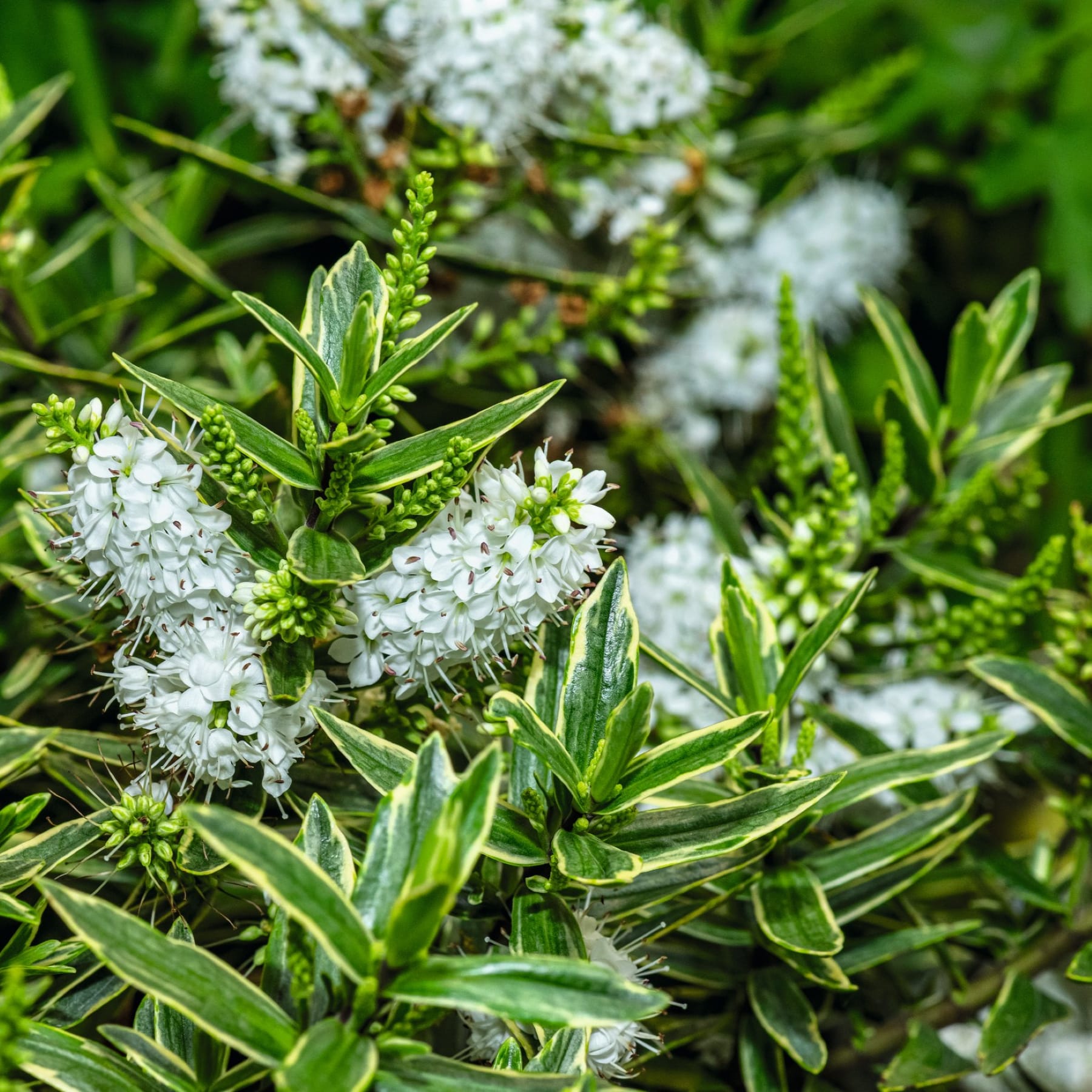 Das Bild zeigt eine Nahaufnahme von üppigem grünem Laub mit kleinen weißen Blüten, die inmitten der Blätter blühen, vor einem unscharfen Hintergrund aus noch mehr Grün.