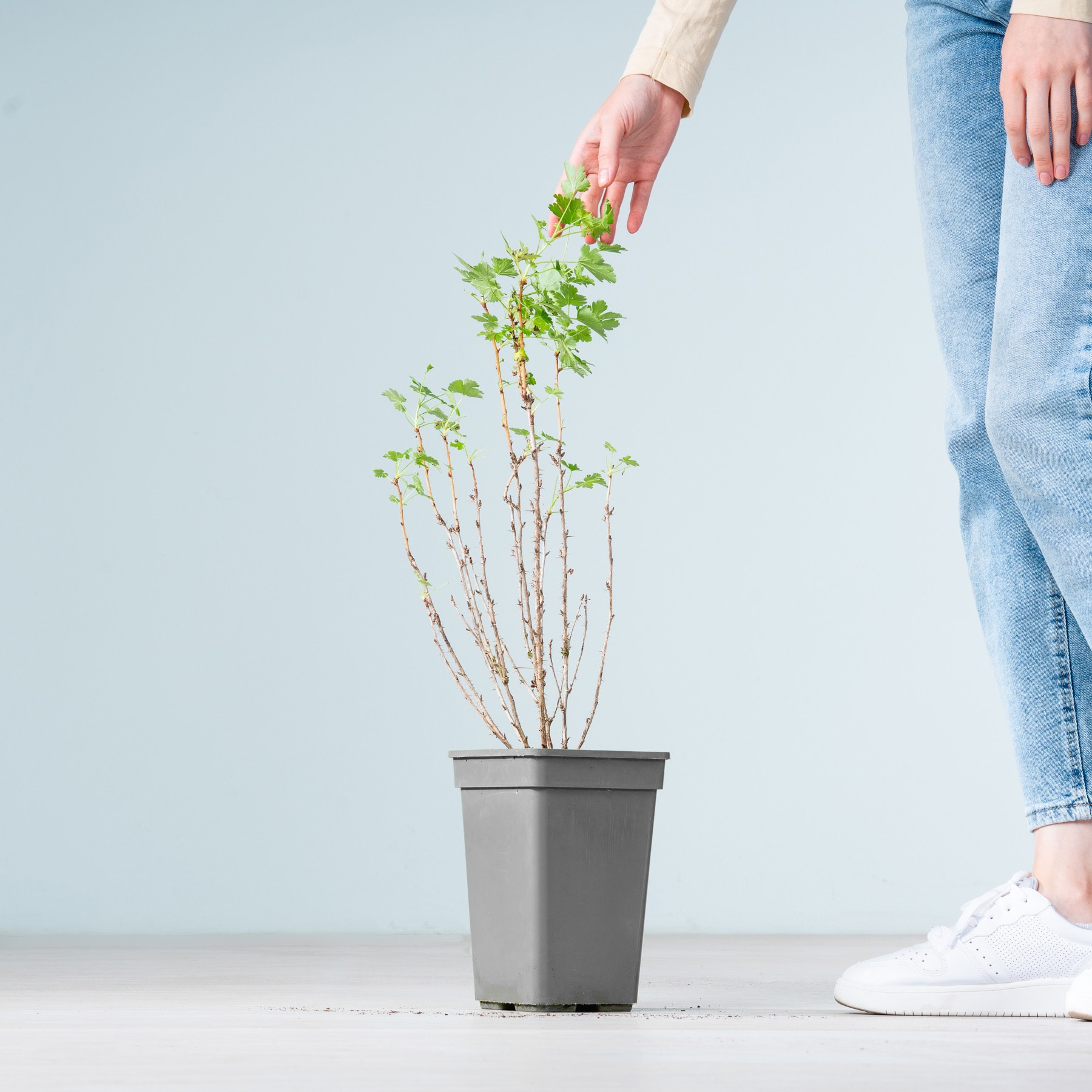 Die Hand einer Person kümmert sich vorsichtig um eine kleine Topfpflanze mit frischen grünen Blättern vor einem schlichten Hintergrund.