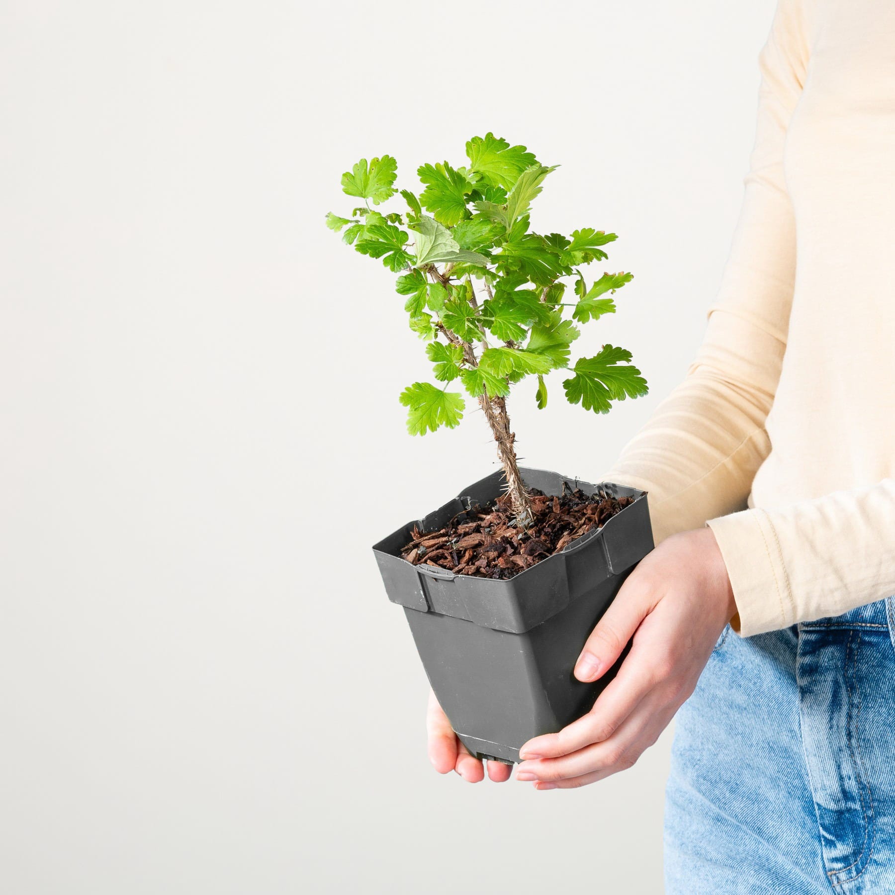 Vor einem schlichten weißen Hintergrund wird ein kleiner Topfbaum mit üppigen grünen Blättern in den Händen einer Person gehalten.