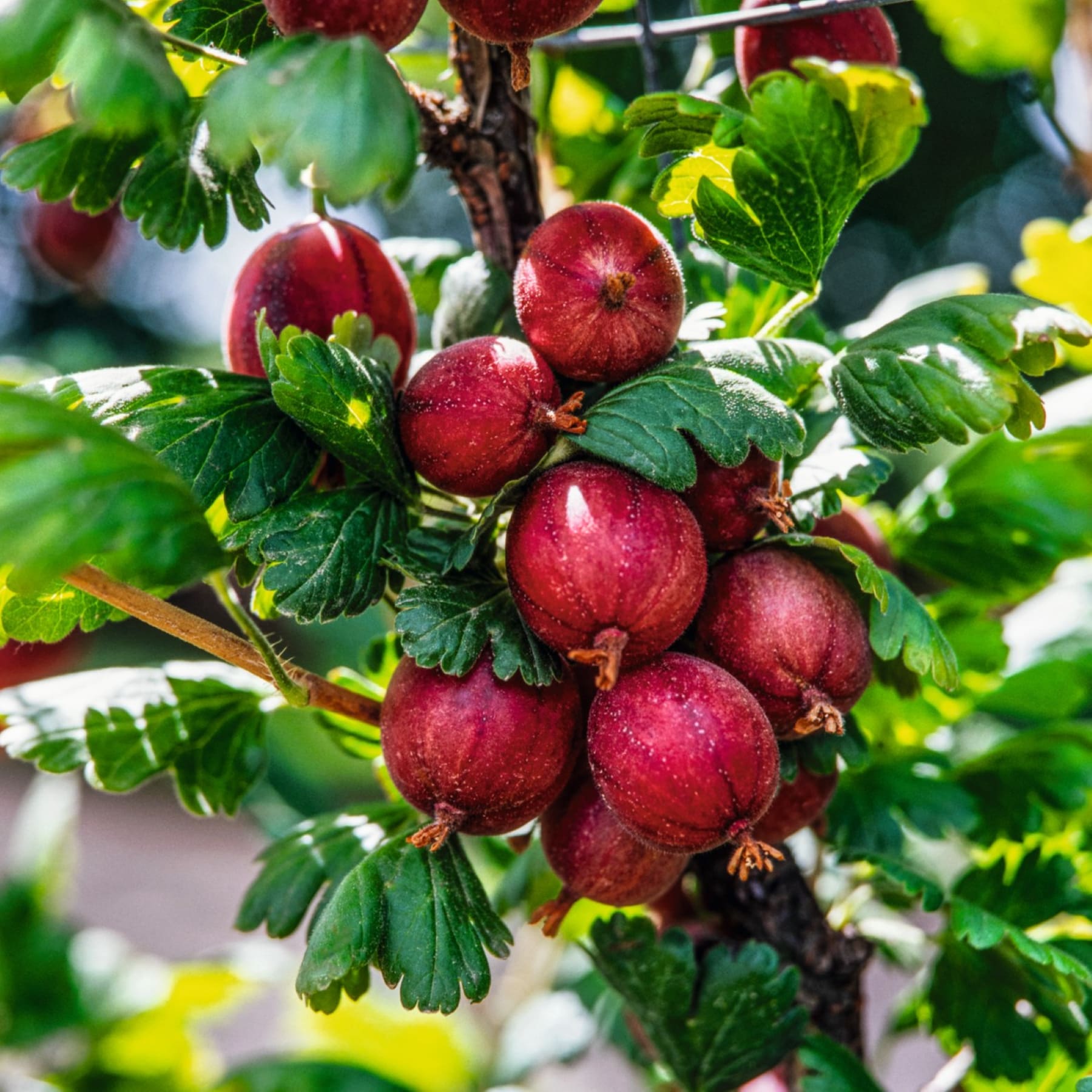 Das Bild zeigt eine Gruppe reifer, roter Stachelbeeren, die auf einem Zweig inmitten üppiger grüner Blätter in einer Gartenumgebung wachsen.