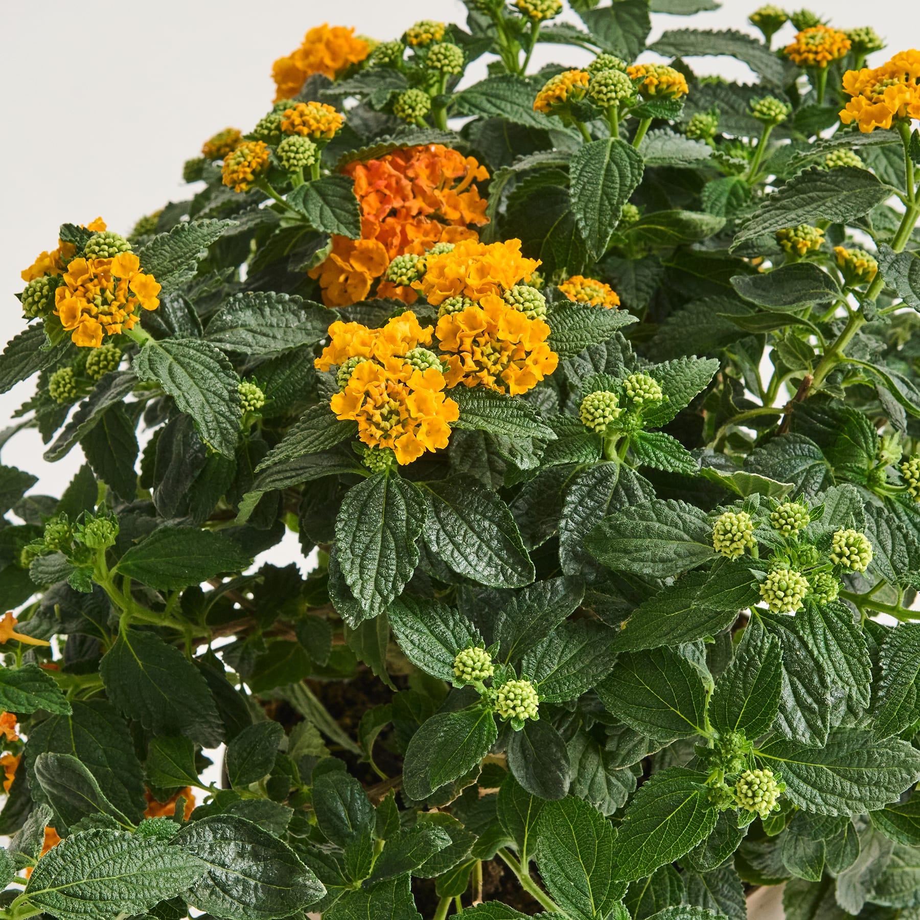 Das Bild zeigt eine üppige, lebendige Blütenpracht aus orangefarbenen und gelben Blüten, umgeben von grünem Laub, wodurch eine optisch beeindruckende und natürliche Komposition entsteht.
