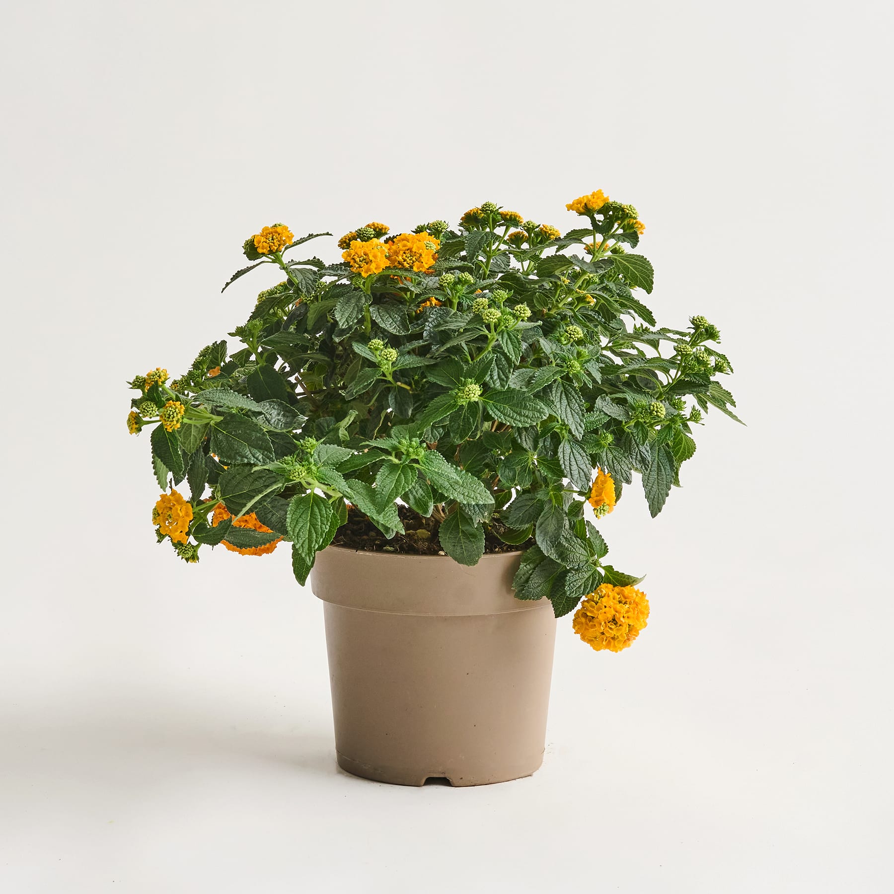 Eine Topfpflanze mit leuchtend gelben und orangefarbenen Blüten steht vor einem schlichten weißen Hintergrund.