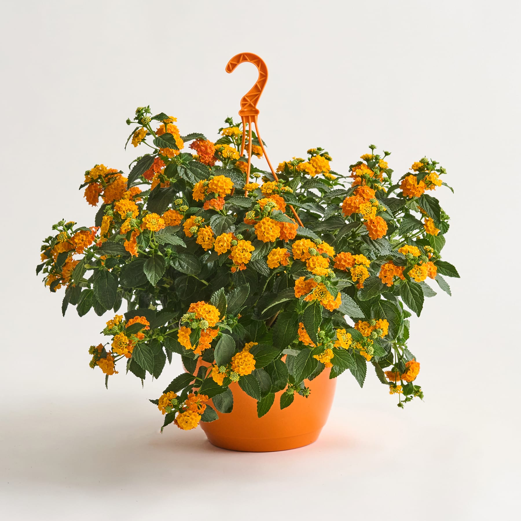 Ein leuchtend orangefarbener Topf voller üppiger gelb-oranger Ringelblumenblüten steht vor einem schlichten, hellen Hintergrund.