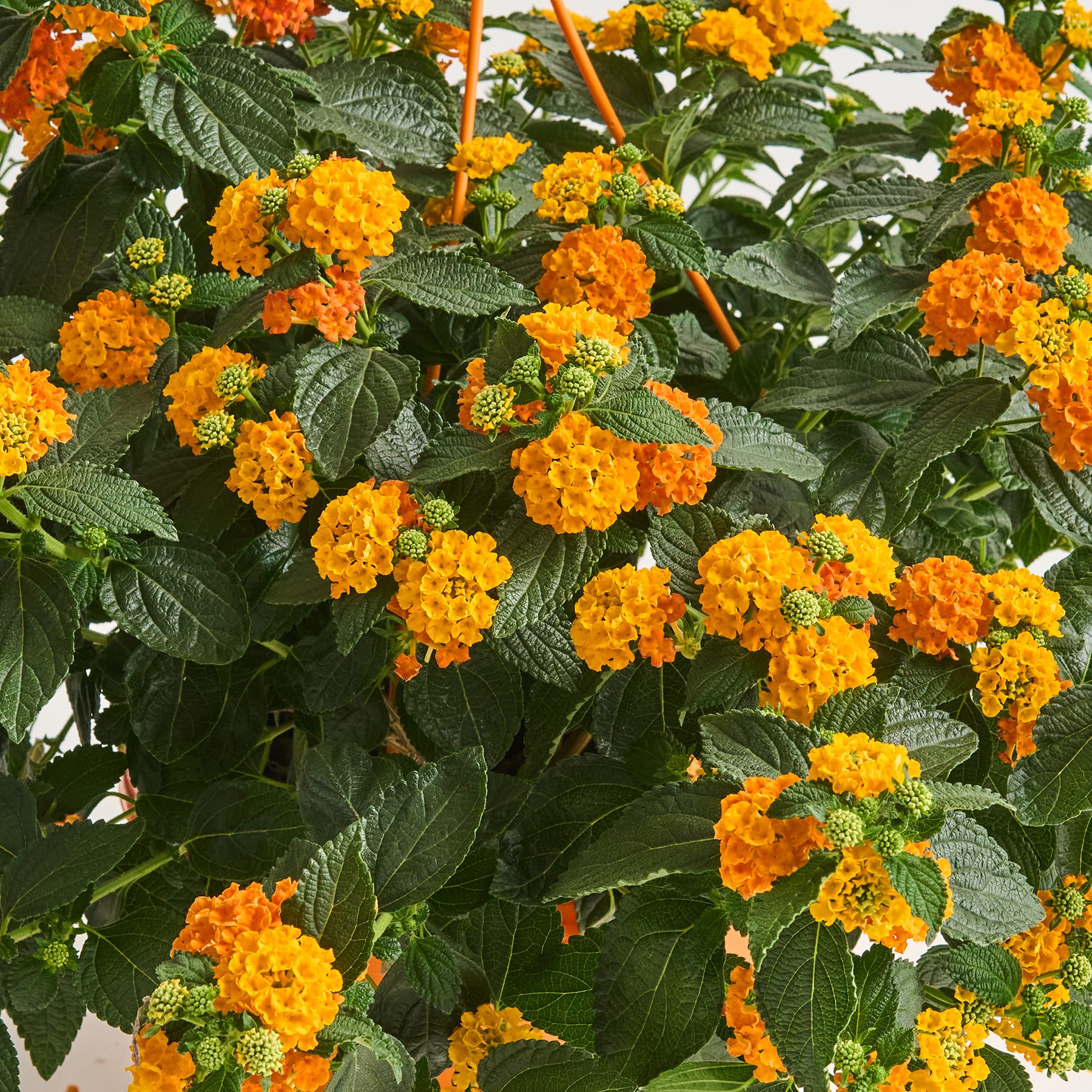 Leuchtend orange und gelbe Ringelblumen blühen inmitten üppiger grüner Blätter und sorgen für ein optisch beeindruckendes und farbenfrohes Schauspiel in der Natur.