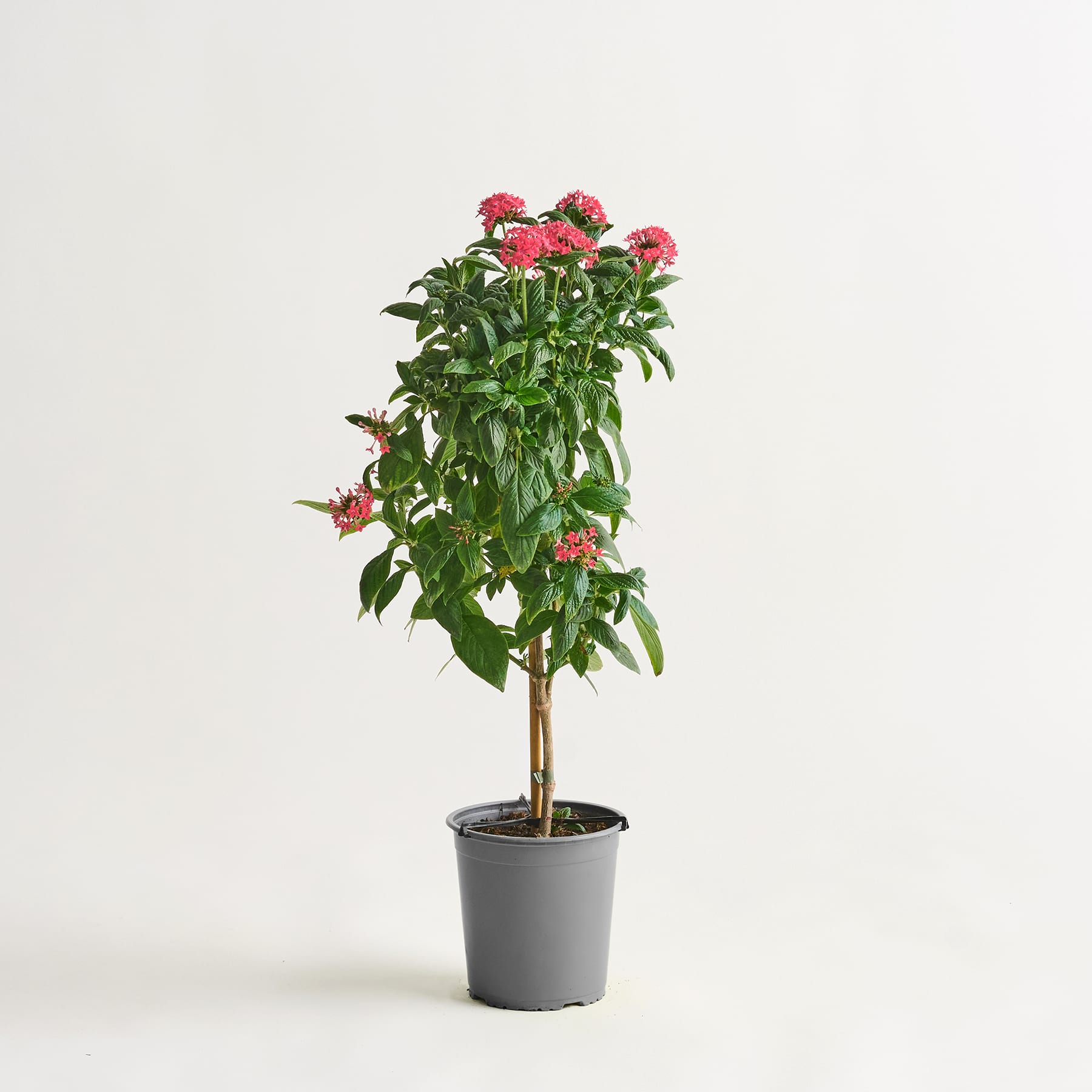 Eine Topfpflanze mit leuchtend rosa Blüten und üppigem grünen Laub steht vor einem schlichten weißen Hintergrund.
