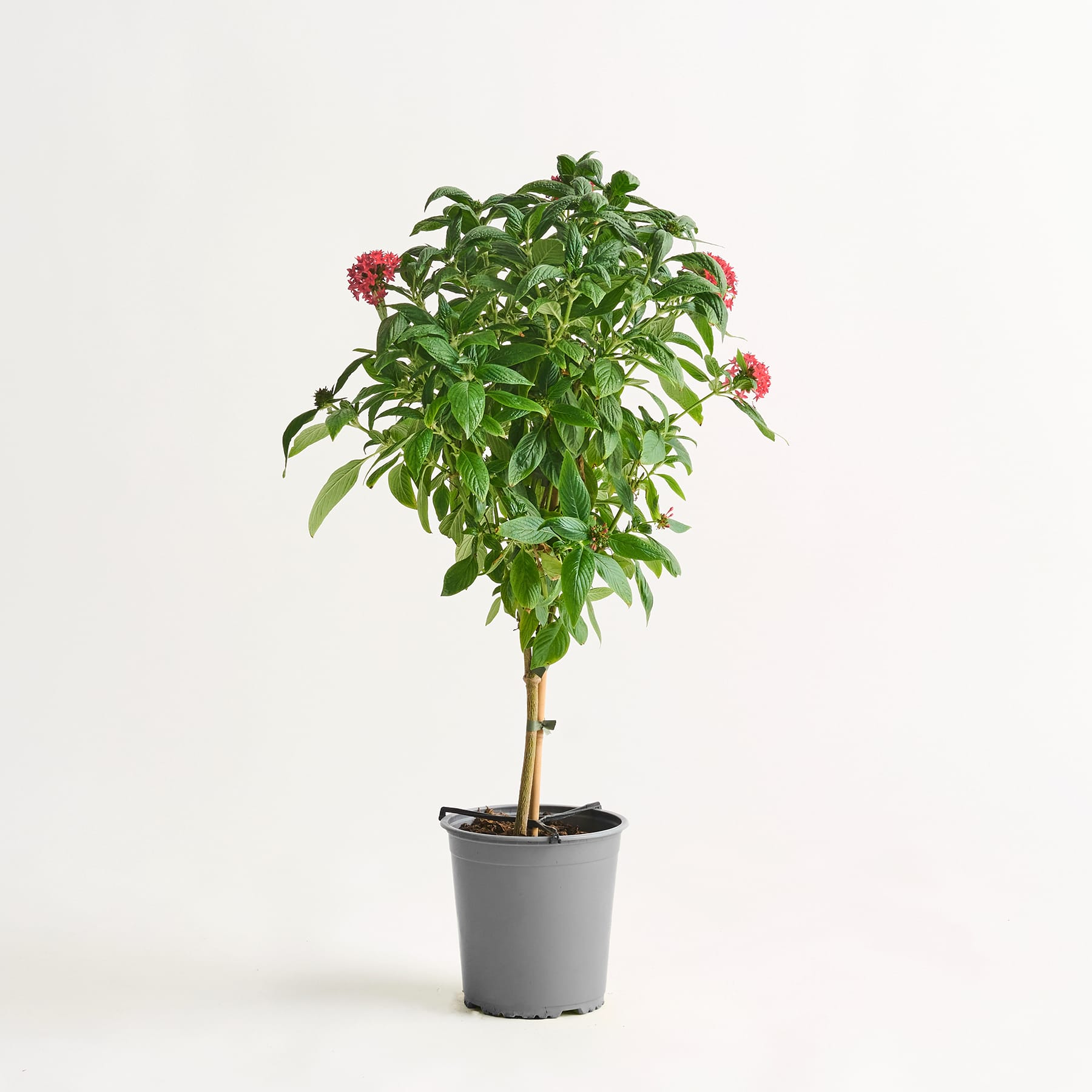 Eine Topfpflanze mit üppigem grünem Laub und kleinen roten Blüten steht auf einem schlichten weißen Hintergrund.