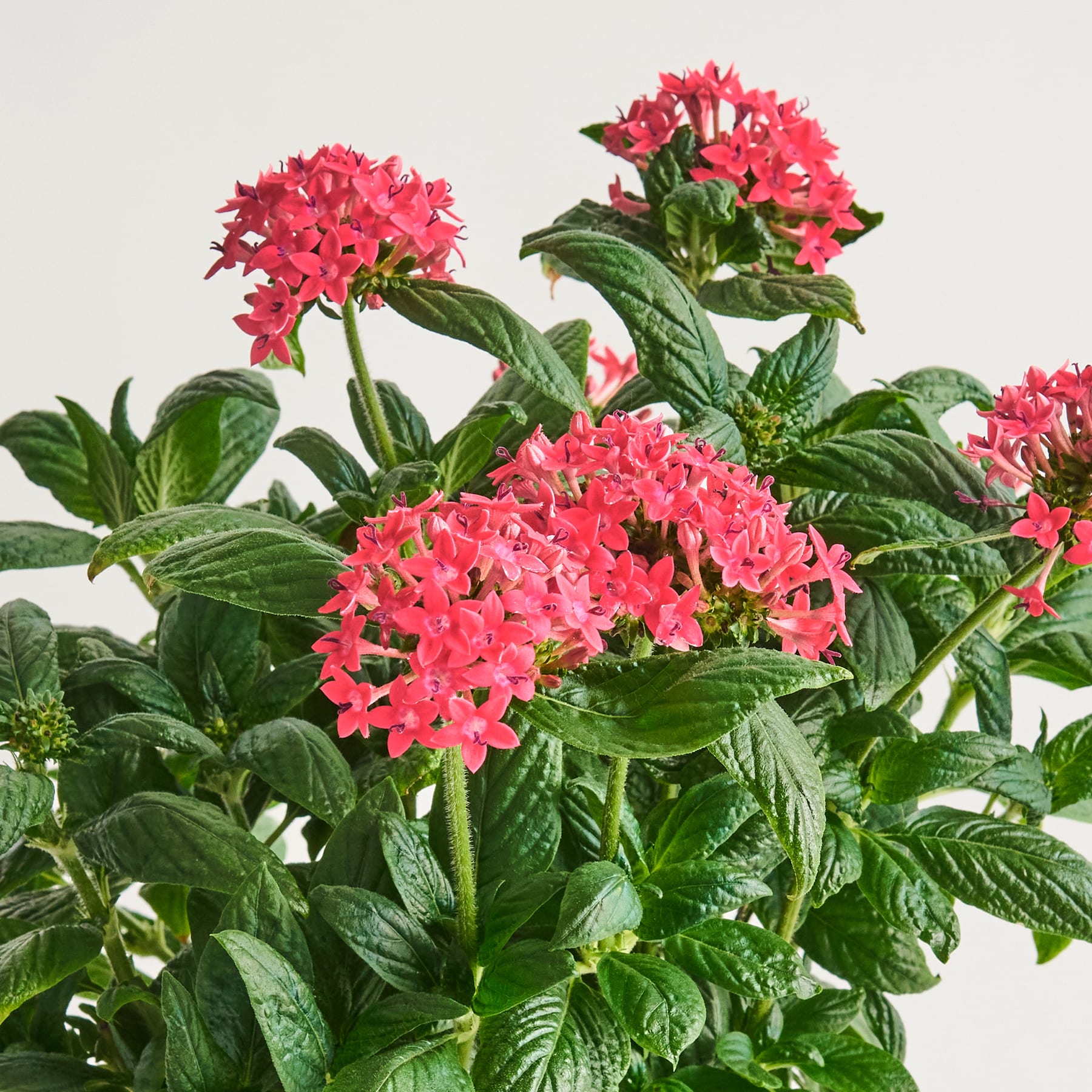 Leuchtend rote Blüten mit üppigem grünem Laub heben sich von einem schlichten Hintergrund ab.