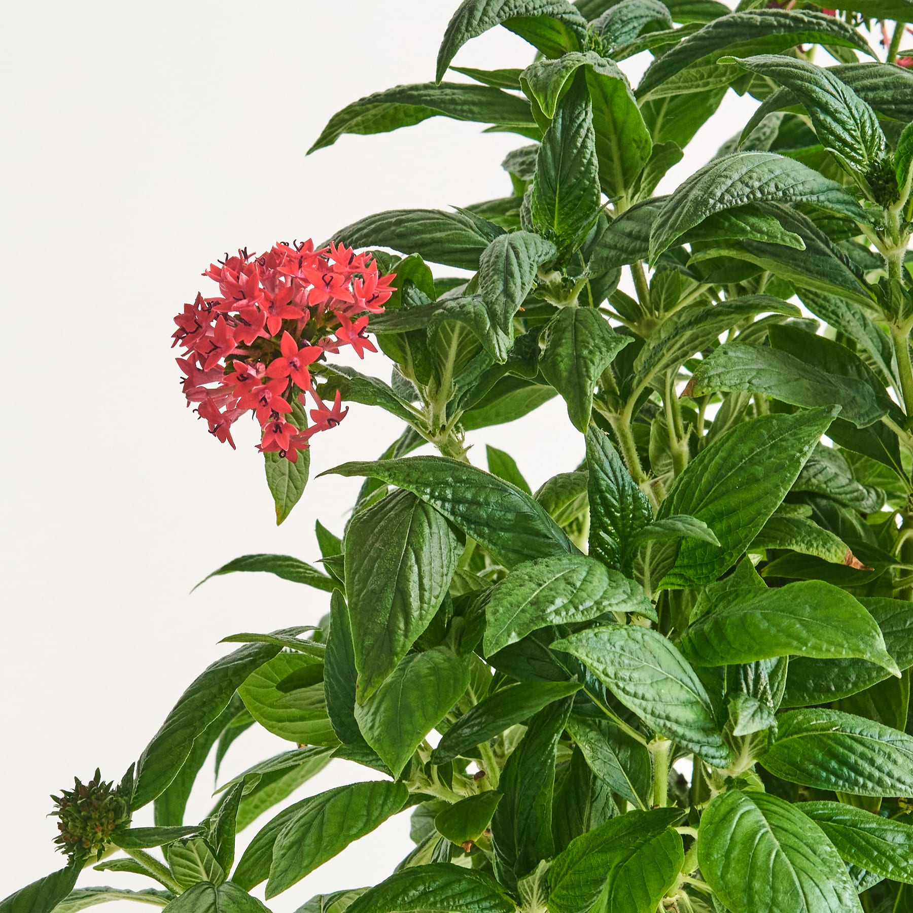 Eine leuchtend rote Blume blüht inmitten üppigen grünen Laubs und bildet einen optisch auffälligen Kontrast zum schlichten Hintergrund.