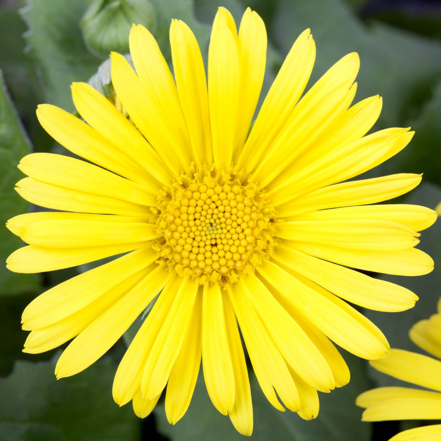 Eine leuchtend gelbe Gänseblümchenblüte mit zarten Blütenblättern und einer leuchtend gelben Mitte hebt sich vor einem verschwommenen grünen Hintergrund ab.