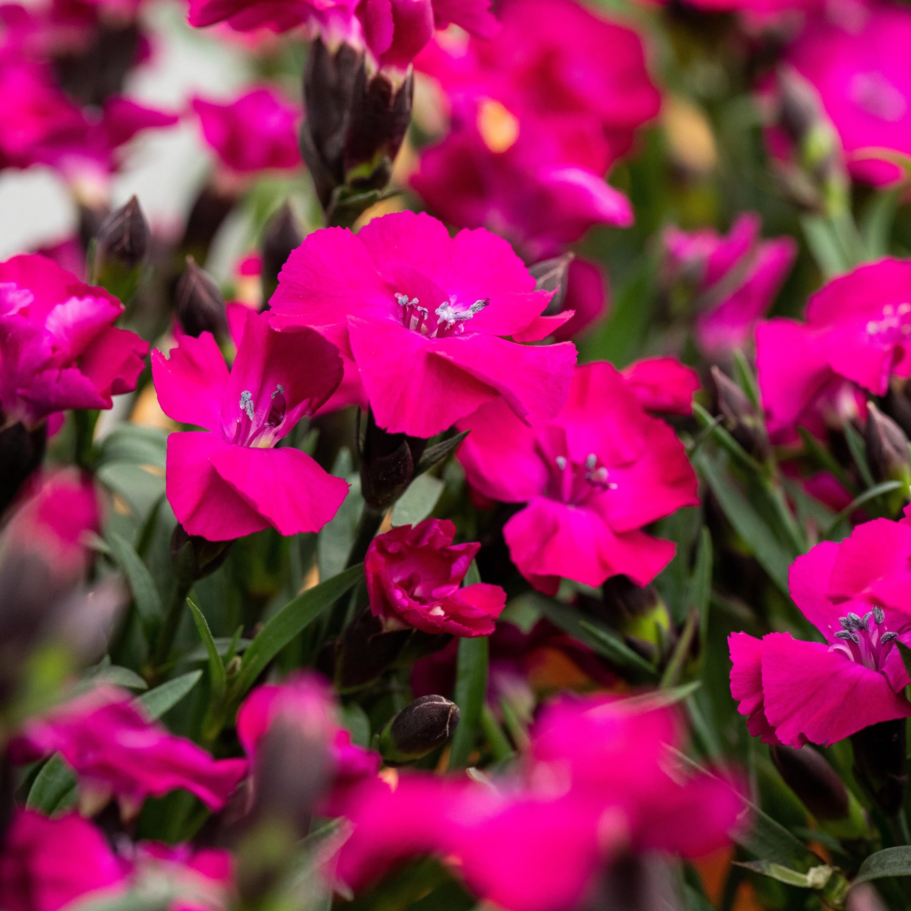 Das Bild zeigt die Hände einer Person, die leuchtend rosa und violette Blumen in Töpfen auf einem Holzboden vor einem schlichten grauen Hintergrund arrangiert und pflegt.