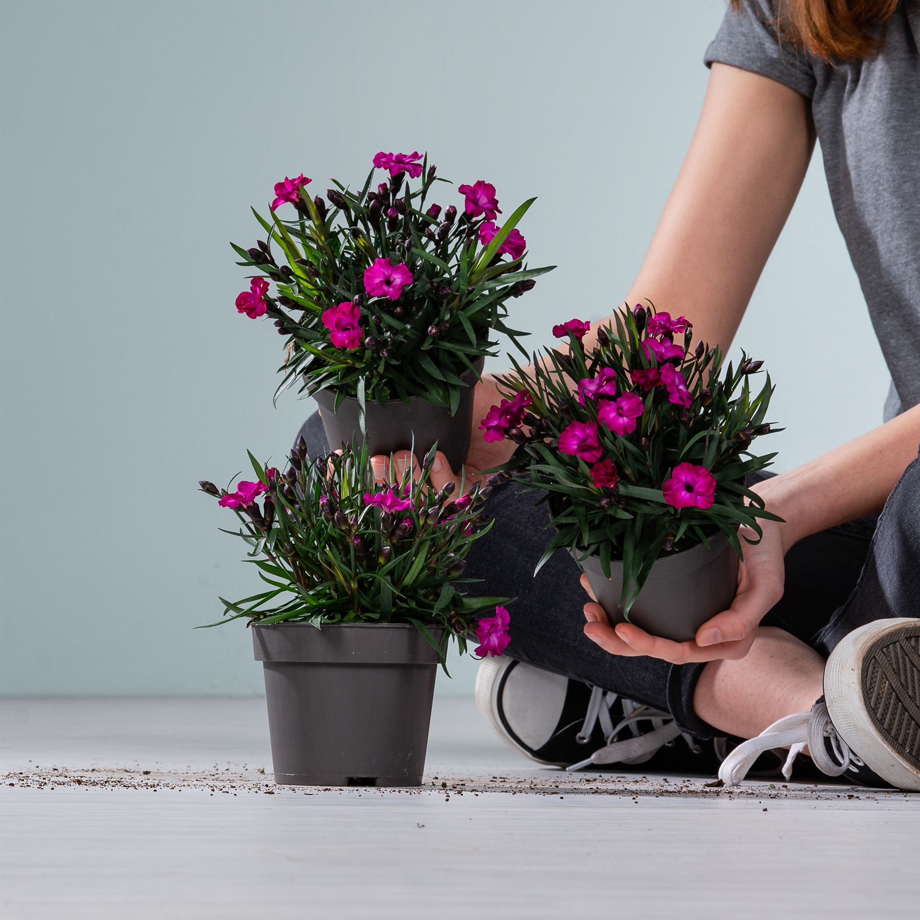 Das Bild zeigt die Hände einer Person, die leuchtend rosa und violette Blumen in Töpfen auf grauem Hintergrund arrangiert und pflegt.