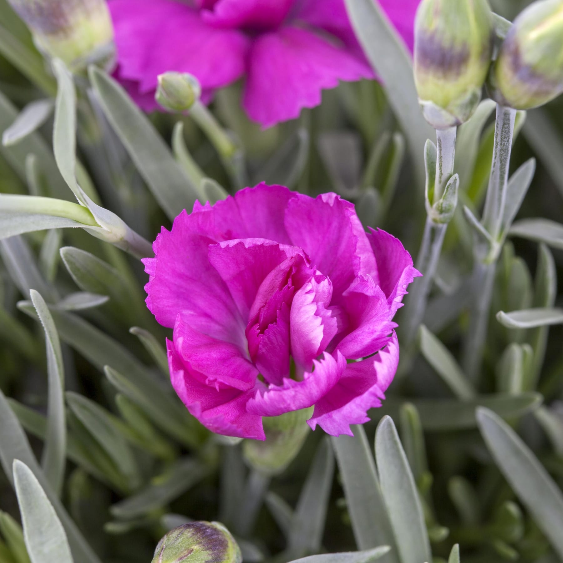 Das Bild zeigt die Hände einer Person, die vor einem schlichten grauen Hintergrund zwei Topfpflanzen mit leuchtend rosa Blüten und üppigem grünem Laub hält.