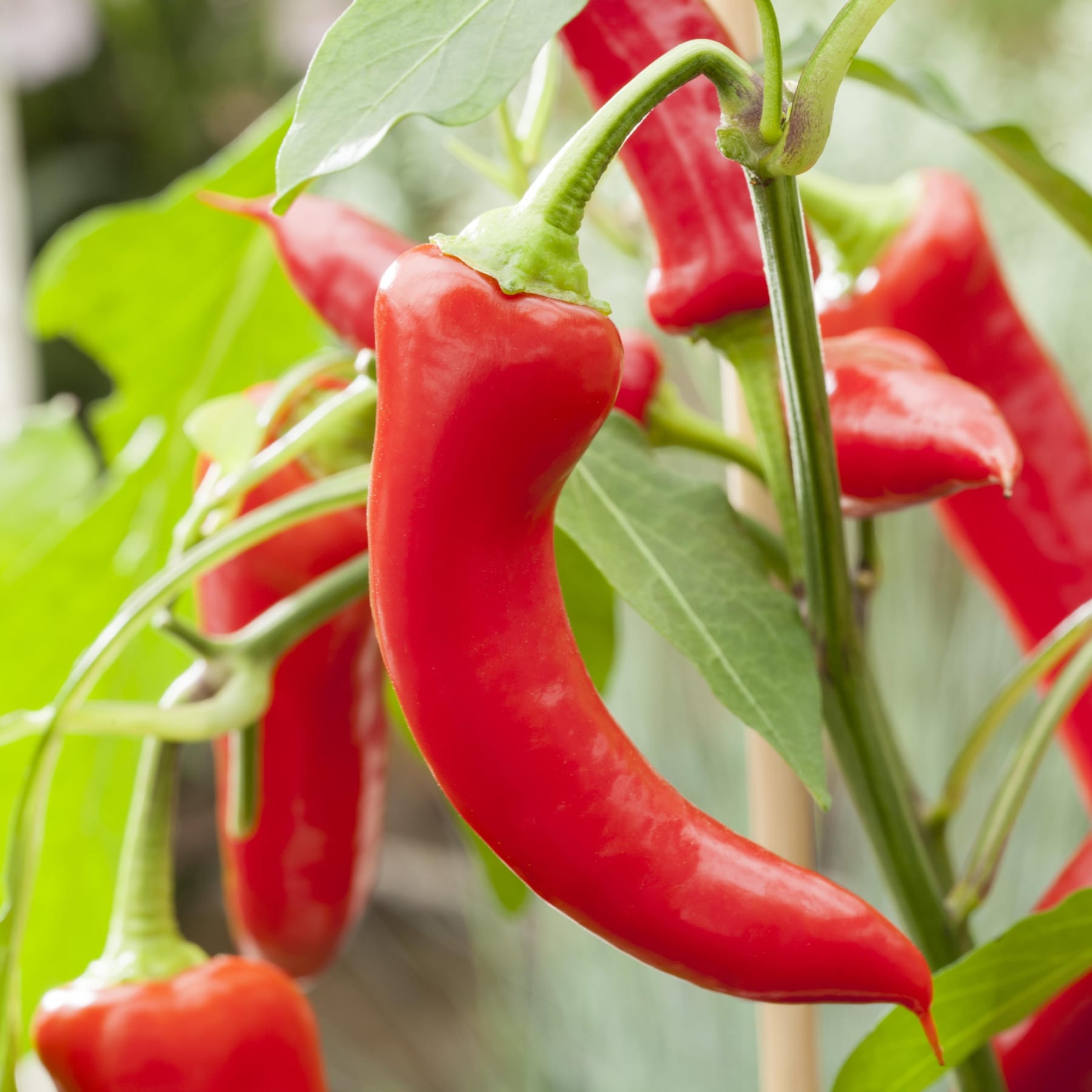 Leuchtend rote Chilischoten hängen an üppigen grünen Blättern vor einem unscharfen natürlichen Hintergrund.