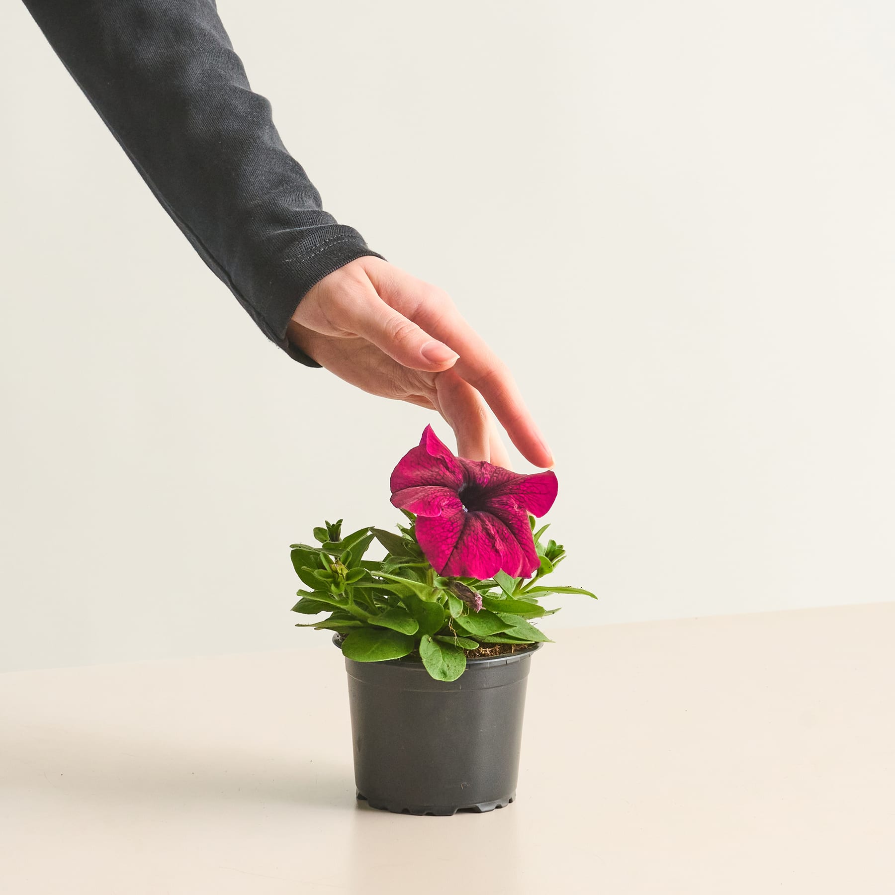 Eine Hand im Ärmel eines schwarzen Anzugs berührt sanft eine leuchtend rosa Blume, die in einem kleinen schwarzen Topf vor einem schlichten weißen Hintergrund wächst.
