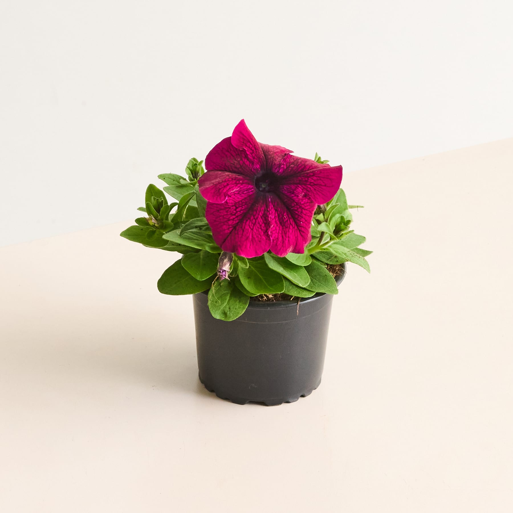 Eine leuchtend dunkelrosa Petunienblüte blüht in einem kleinen schwarzen Topf vor einem schlichten, hellen Hintergrund.