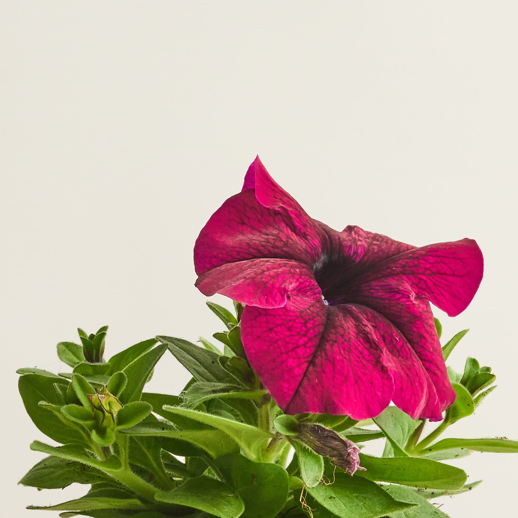 Eine leuchtende, tiefrosa Petunienblüte mit üppigem grünem Laub im Vordergrund vor einem schlichten, hellen Hintergrund.
