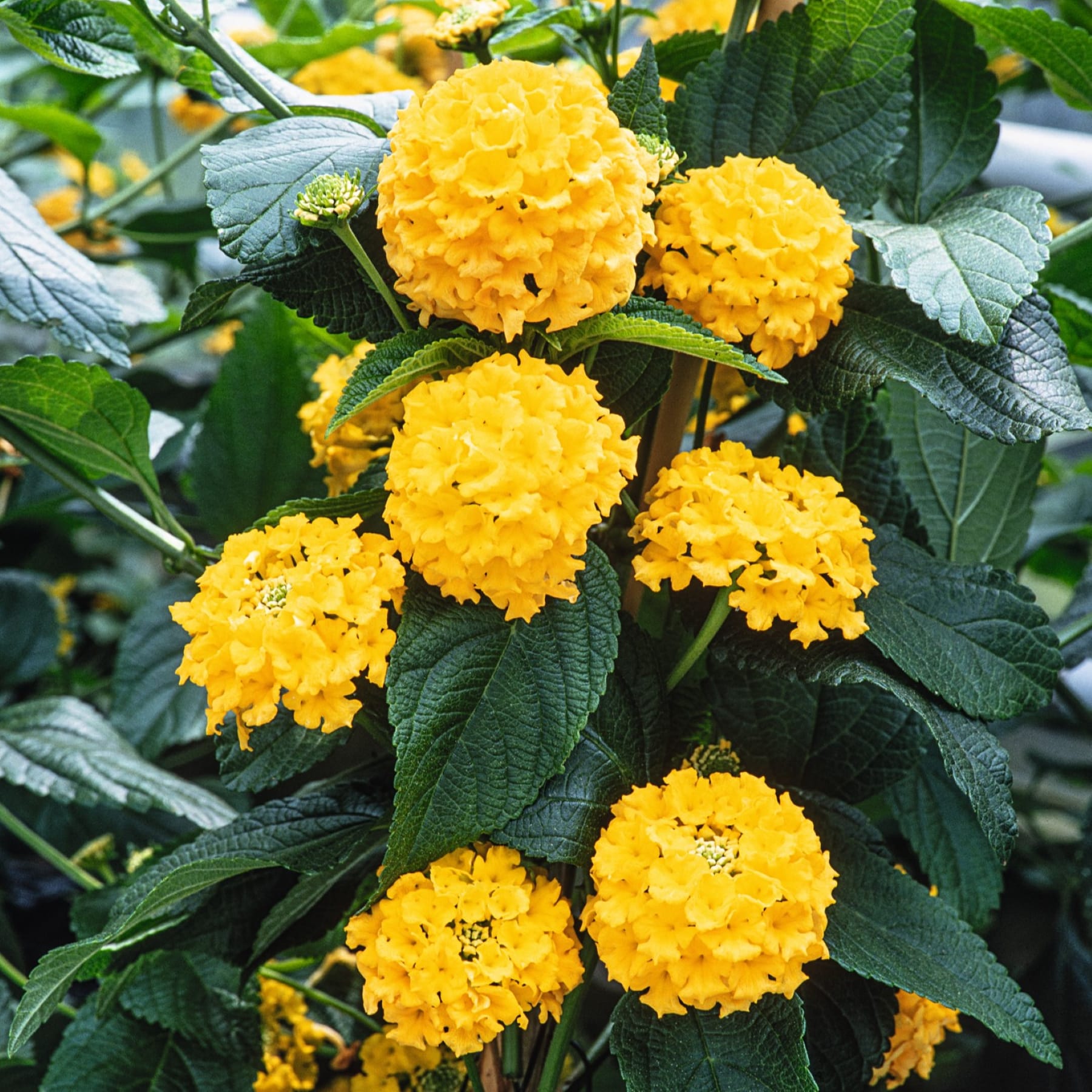 Die Hand einer Person hält einen orangefarbenen Blumentopf voller leuchtend gelber und orangefarbener Blumen vor einem schlichten Hintergrund, im Vordergrund sind die Beine und Schuhe der Person zu sehen.