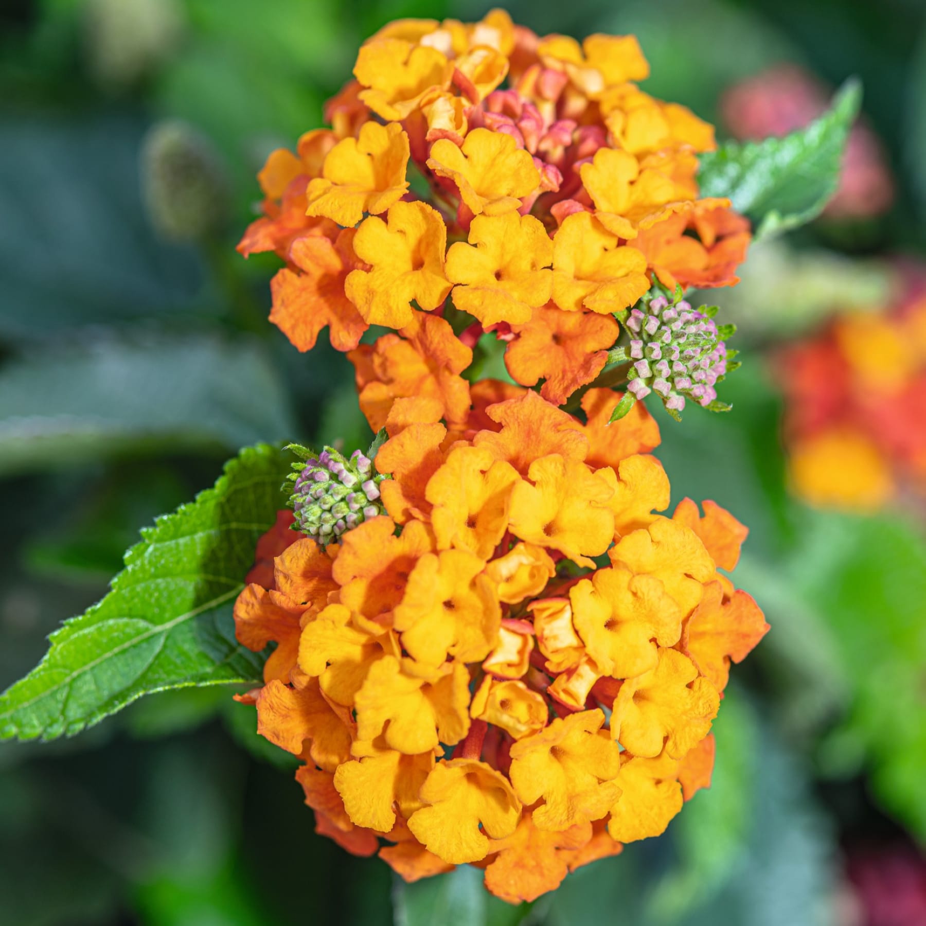 Auf dem Boden steht eine Topfpflanze mit leuchtend orangefarbenen Blüten. Im Vordergrund sind die Hand und das Bein einer Person zu sehen.