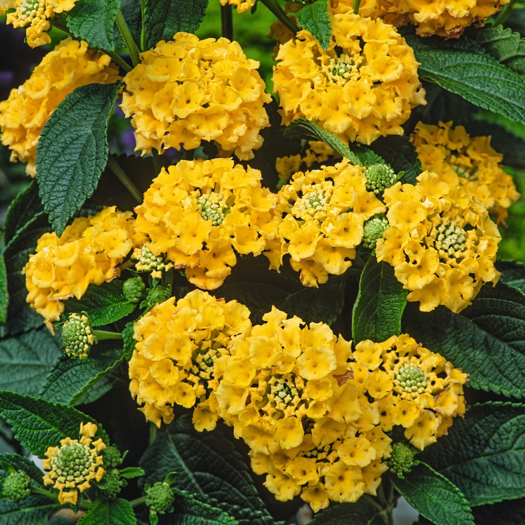 Leuchtend gelbe Ringelblumenblüten mit grünen Blättern füllen den Rahmen und erzeugen vor einem dunklen Hintergrund ein üppiges und farbenfrohes Bild.