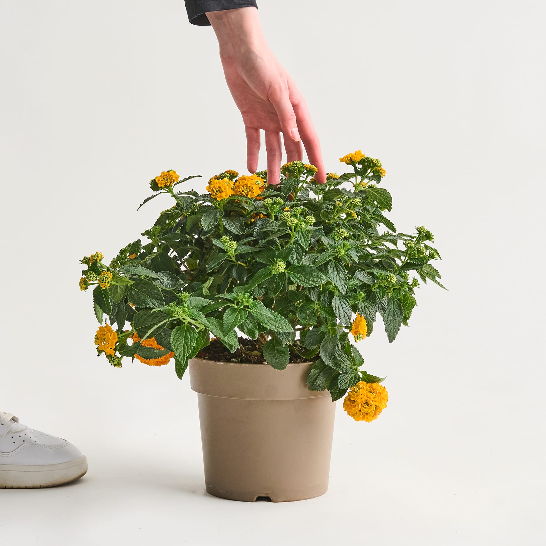 Eine Hand hält sanft eine Topfpflanze mit leuchtend gelben Ringelblumenblüten vor einem schlichten weißen Hintergrund.