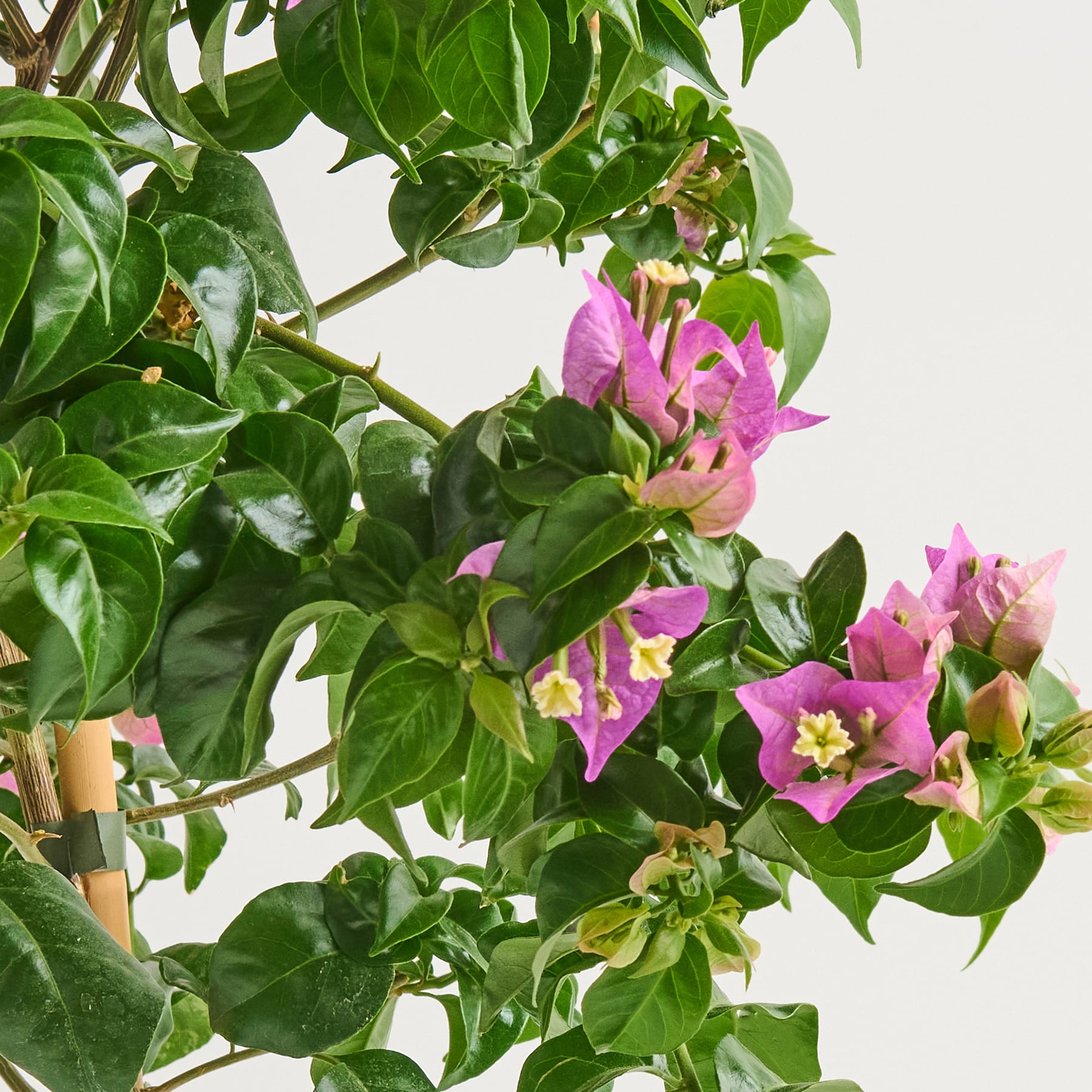 Das Bild zeigt eine üppige, grüne Pflanze mit leuchtend rosa und gelben Blüten, die inmitten des Laubes vor einem schlichten weißen Hintergrund blühen.