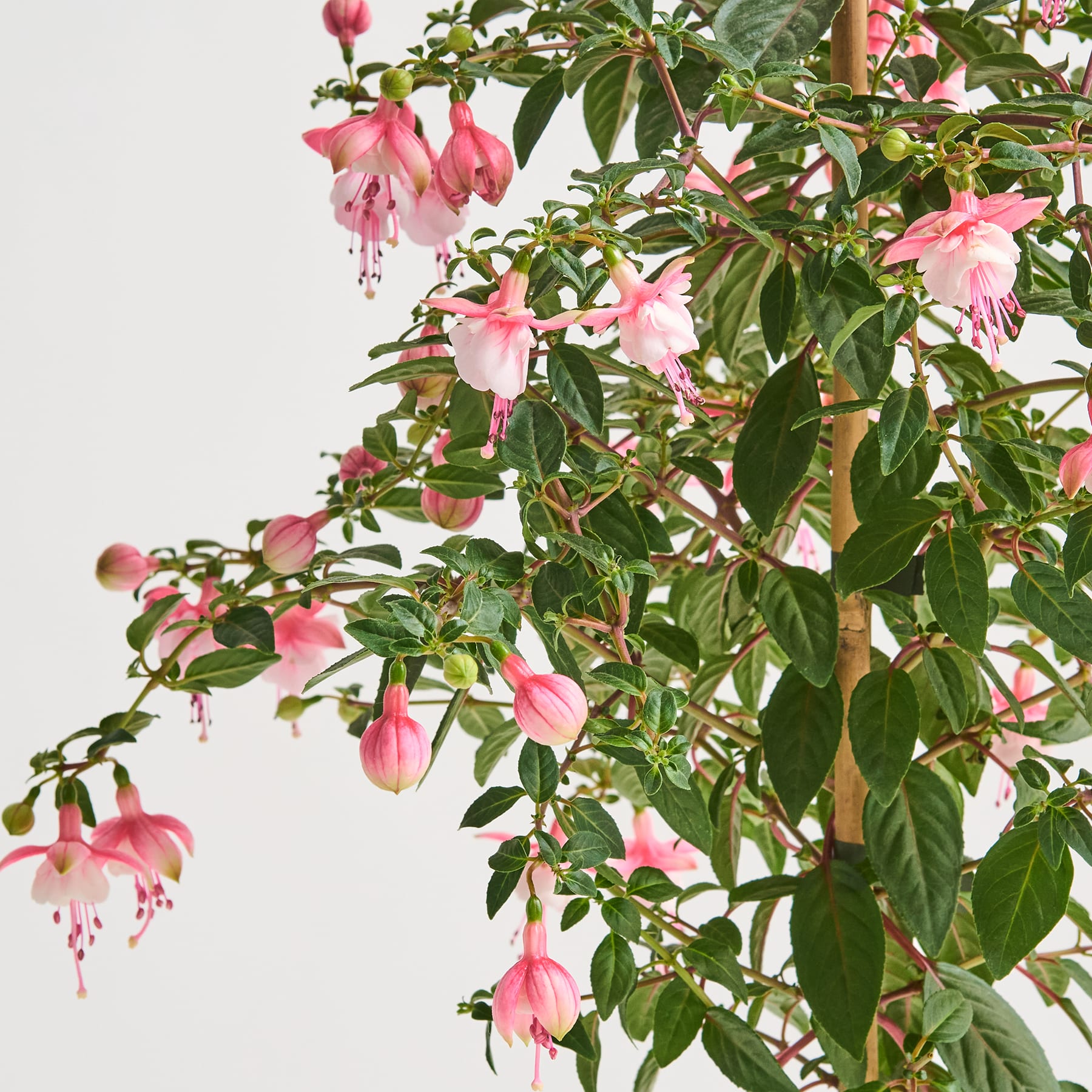 Eine üppige, leuchtende Fuchsienpflanze mit zarten, glockenförmigen rosa Blüten, die inmitten ihres grünen Laubes vor einem schlichten, hellen Hintergrund blühen.