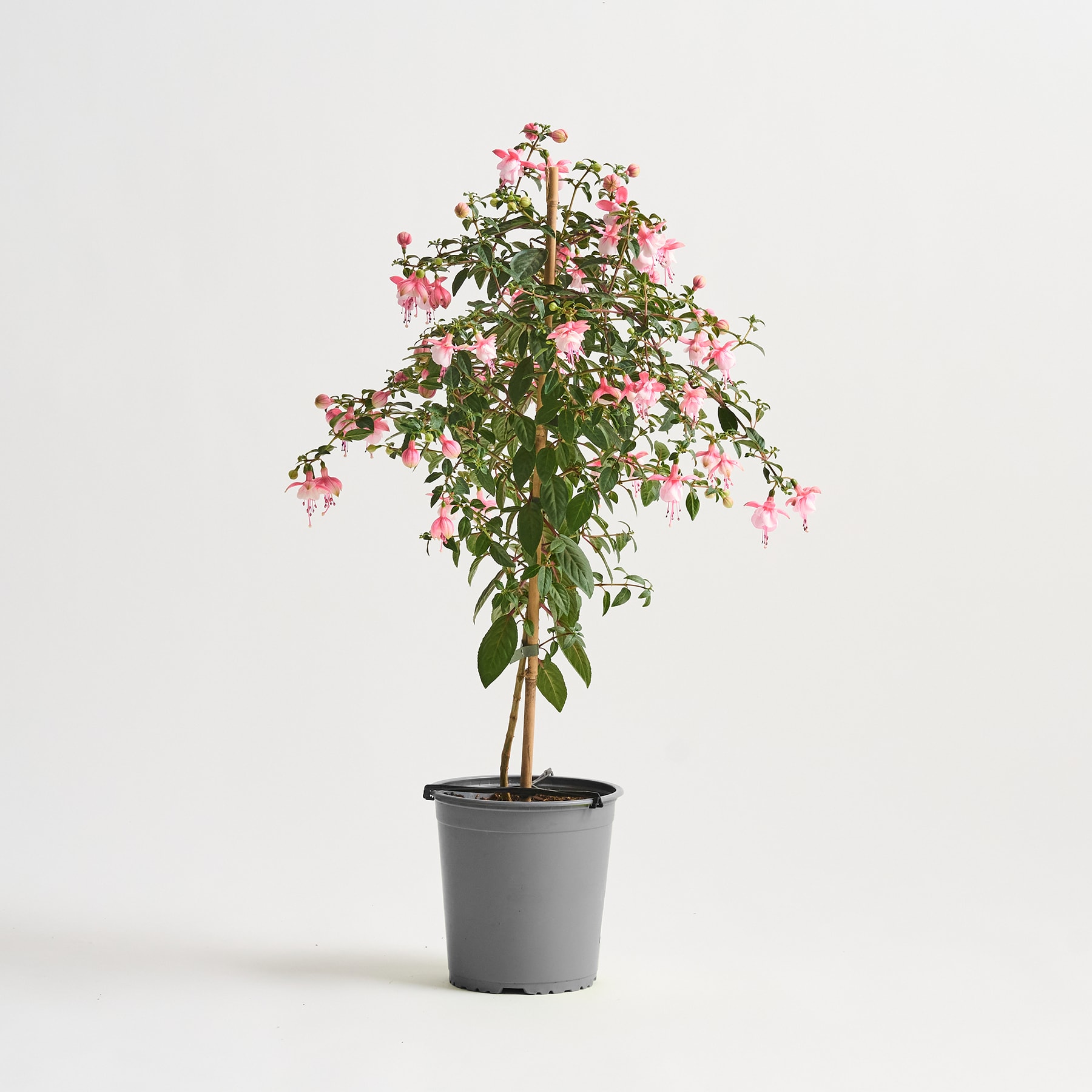 Eine Topfpflanze mit leuchtend rosa Blüten steht vor einem schlichten weißen Hintergrund.