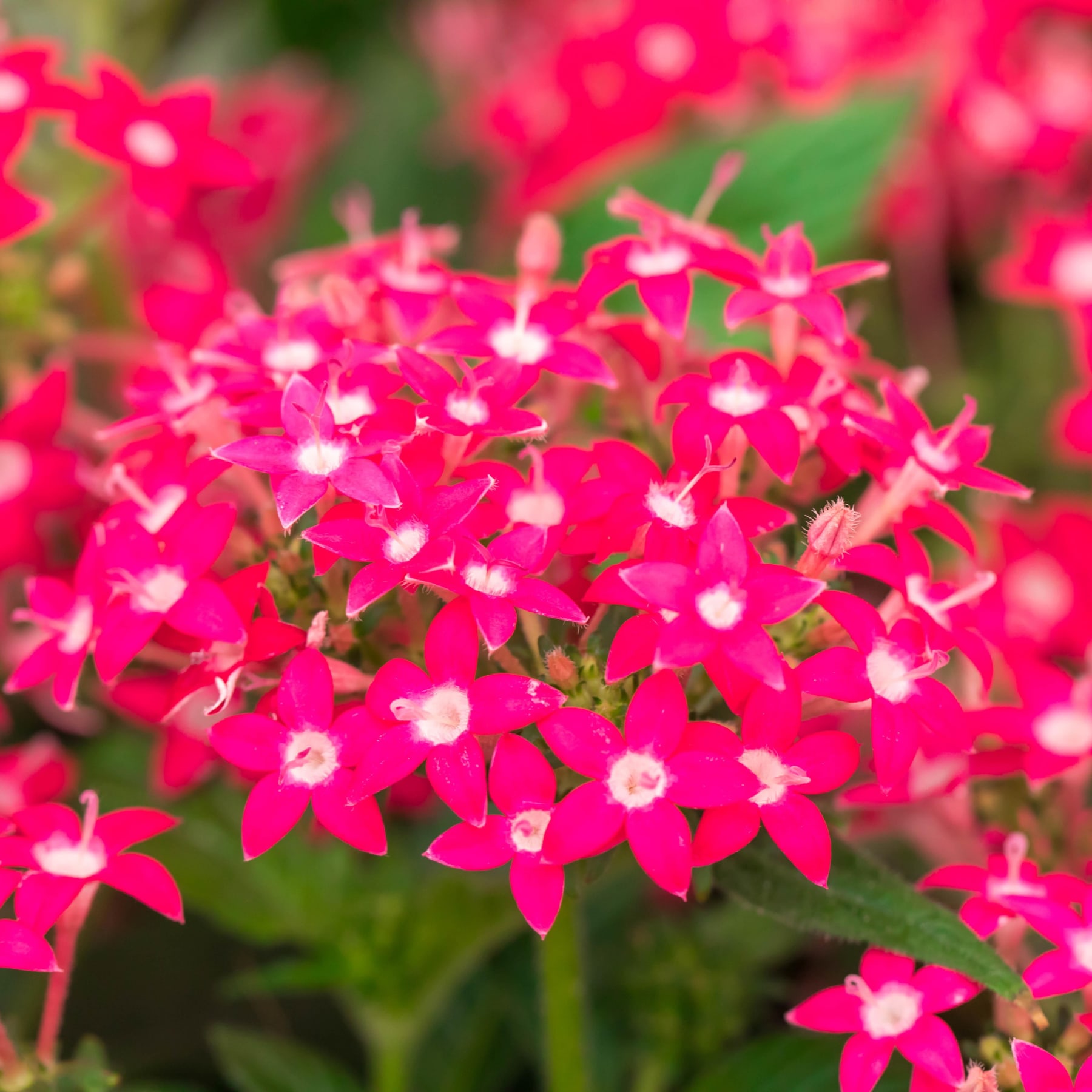Eine üppige Ansammlung zarter, rosa Blüten, umgeben von leuchtend grünem Laub, schafft eine optisch fesselnde Szene.