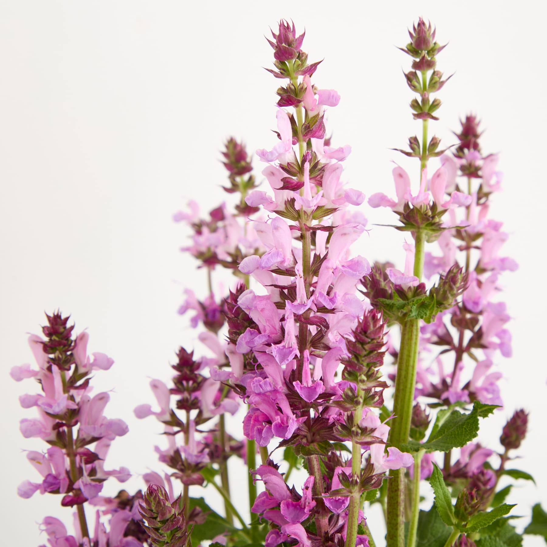 Leuchtend rosa und violette Blüten mit grünem Laub vor einem schlichten weißen Hintergrund.