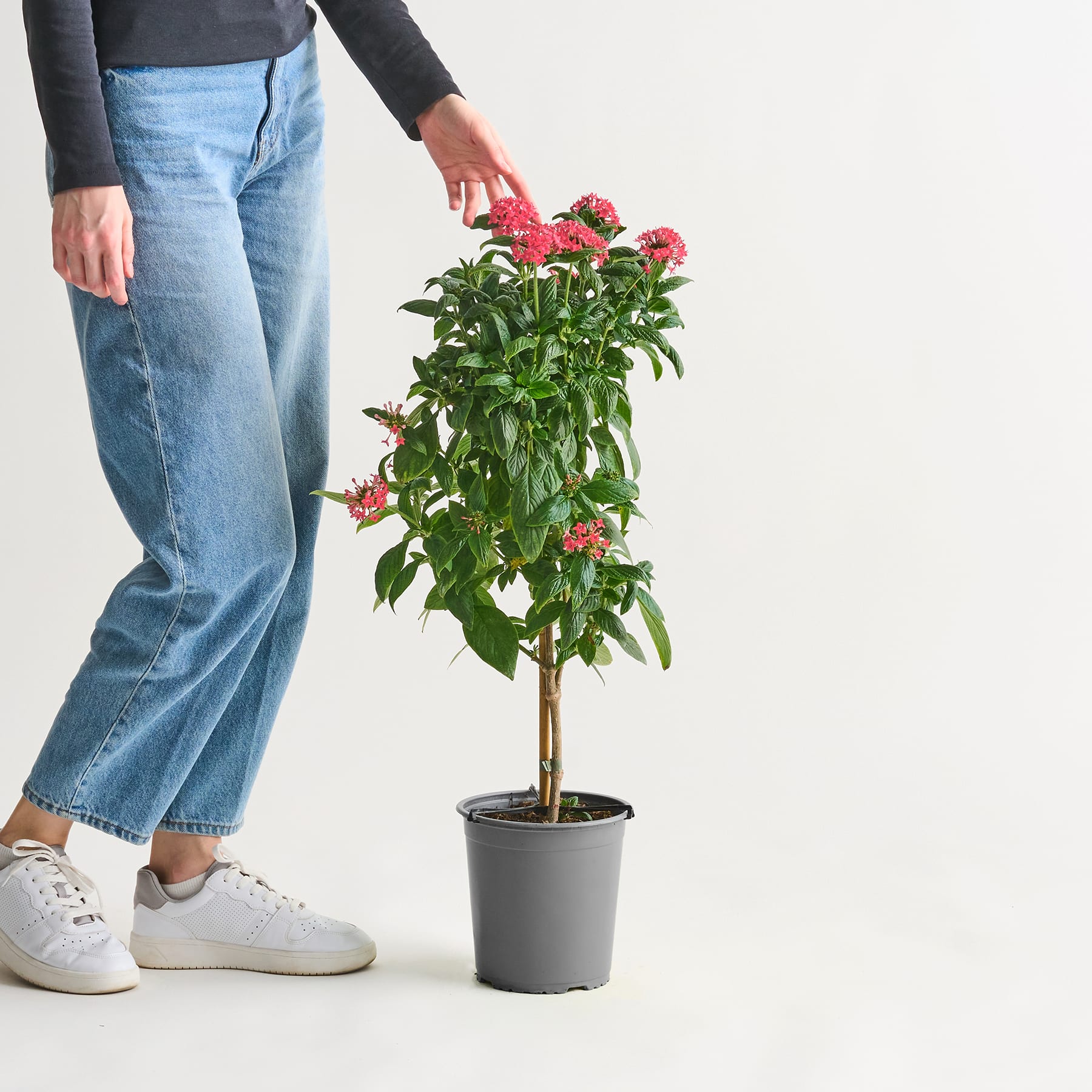 Im Vordergrund sind die Beine und Füße einer Person zu sehen, die Jeans und weiße Turnschuhe trägt, während in der Mitte des Bildes vor einem schlichten weißen Hintergrund eine Topfpflanze mit leuchtend roten Blüten steht.
