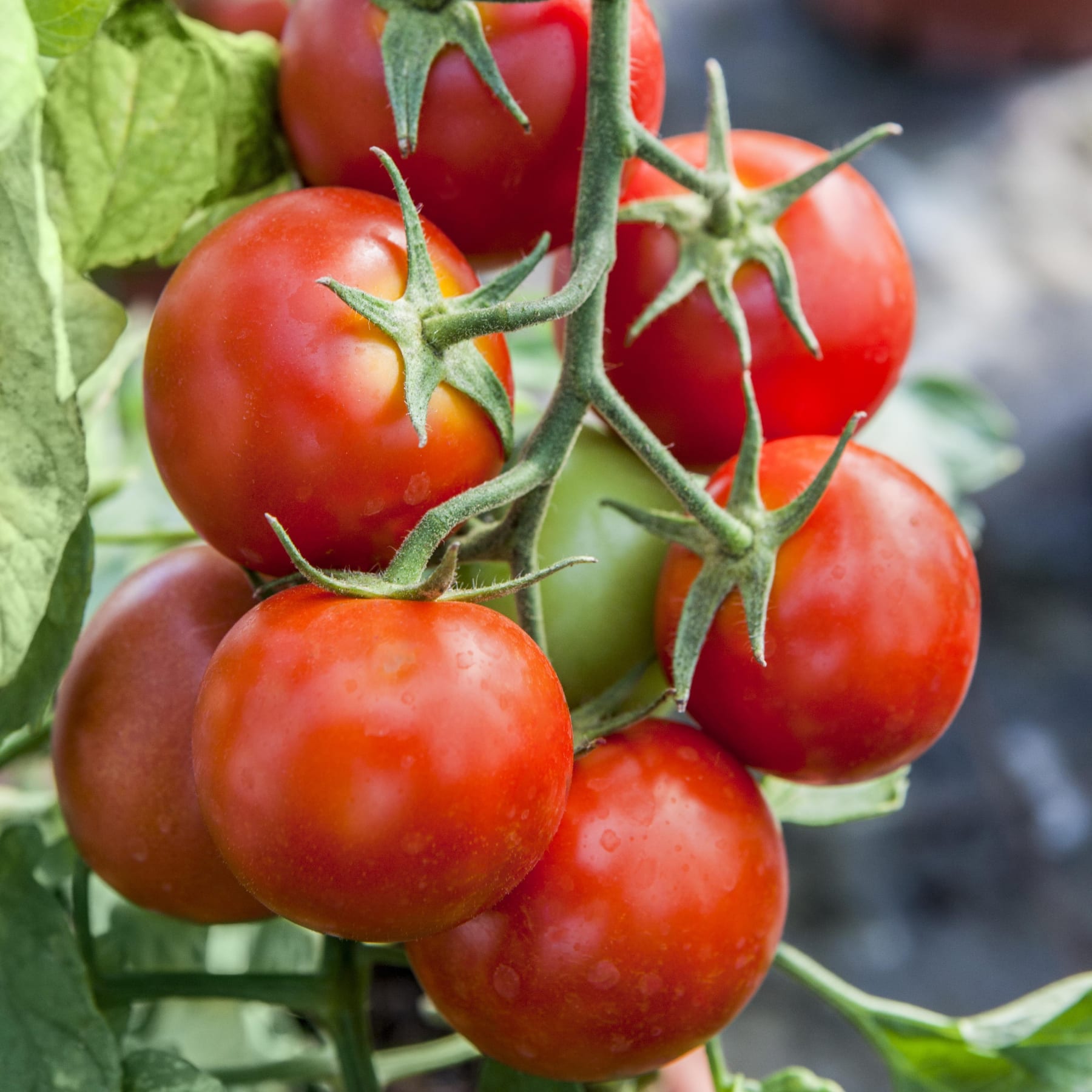 Leuchtend rote Tomaten wachsen an der Rebe, umgeben von üppigen grünen Blättern, vor einem dunklen Hintergrund.