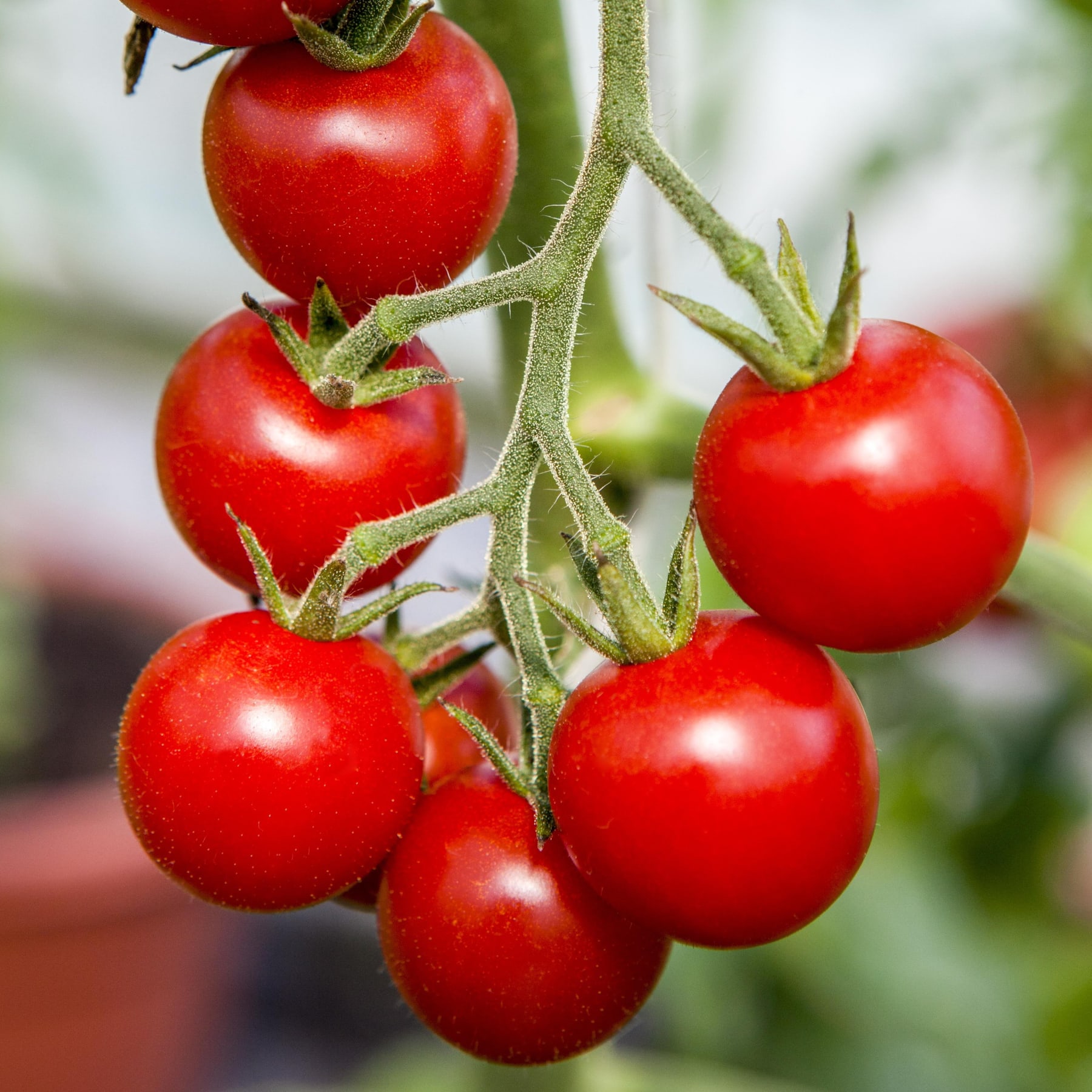 Leuchtend rote Tomaten wachsen an einer Rebe, umgeben von üppigem grünem Laub vor einem unscharfen Hintergrund.