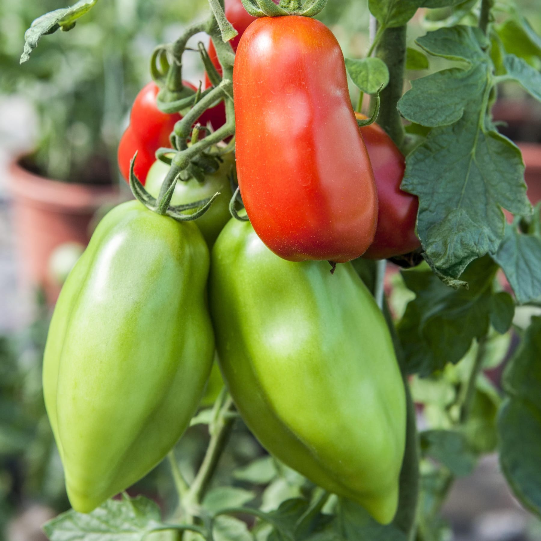 Das Bild zeigt eine Nahaufnahme von Tomatenpflanzen, die in einem Garten wachsen. An den Ranken sind grüne und rote Tomaten zu sehen.