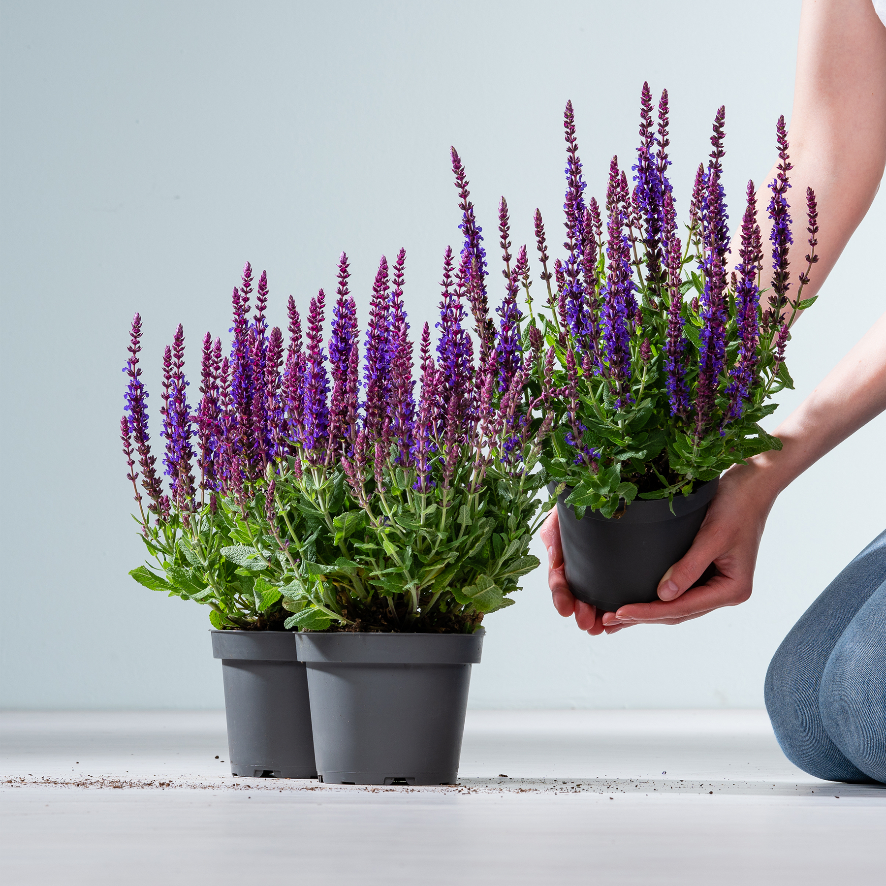 Das Bild zeigt die Hände einer Person, die vor einem schlichten Hintergrund zwei Topfpflanzen mit leuchtend violetten Blüten hält.