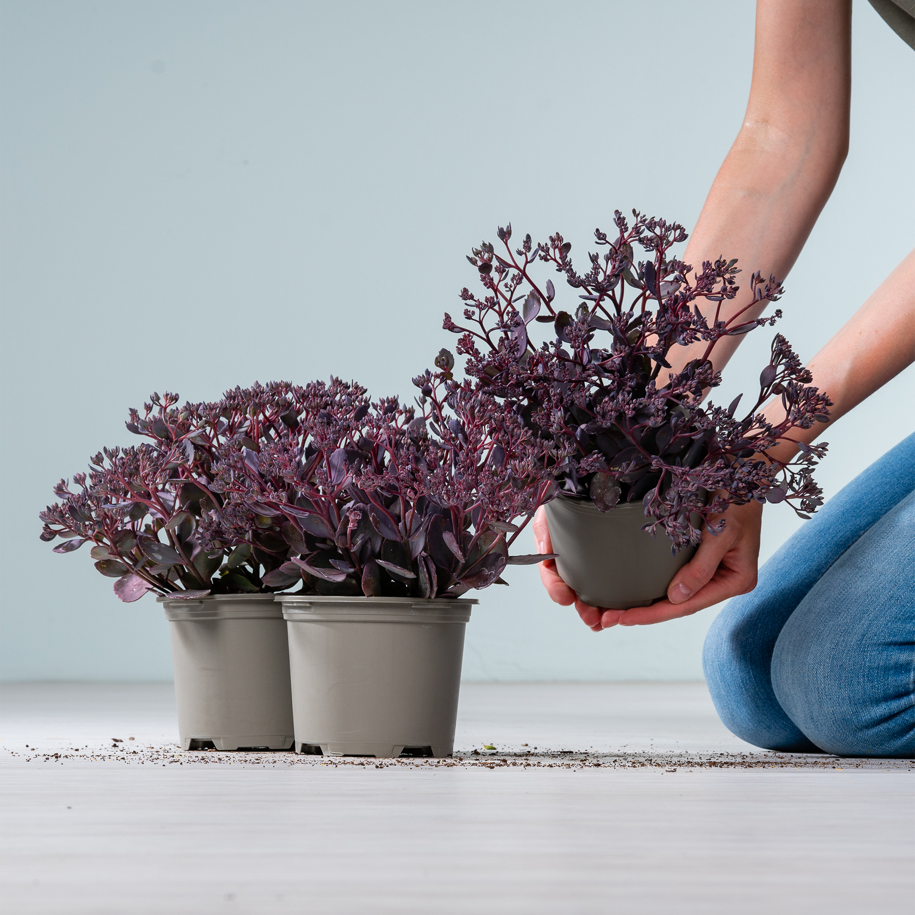 Das Bild zeigt die Hände einer Person, die vor einem schlichten Hintergrund einen Strauß lila Blumen in kleinen Töpfen hält.