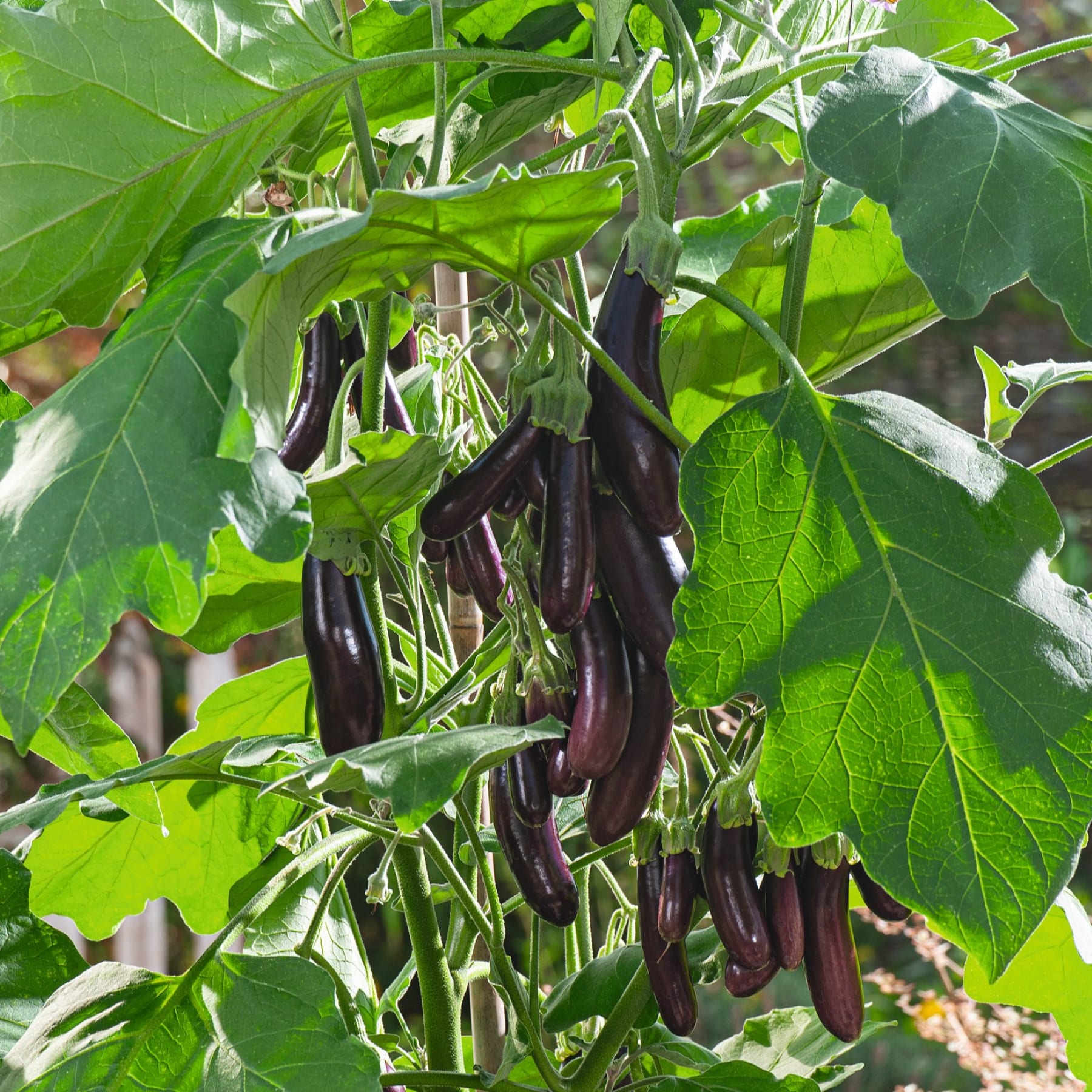 Das Bild zeigt mehrere dunkelviolette Auberginen, die zwischen üppigen grünen Blättern in einer Gartenumgebung wachsen.