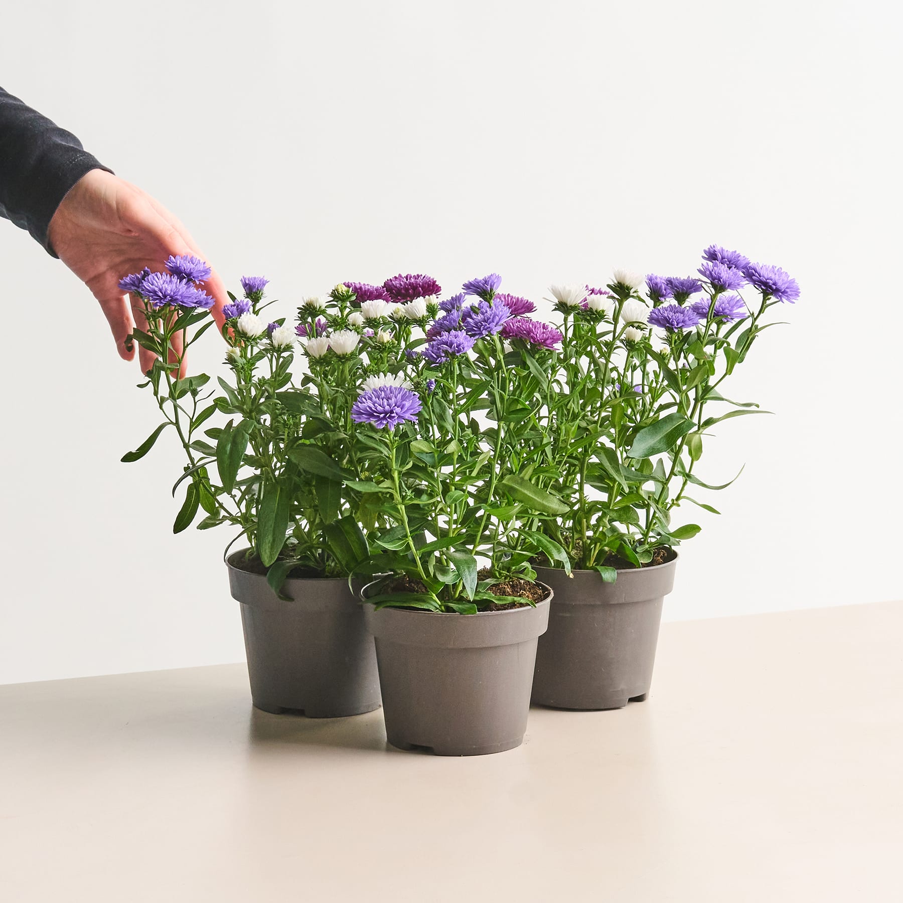 Das Bild zeigt mehrere Topfpflanzen mit leuchtend violetten und weißen Blüten, die auf einem Tisch vor einem schlichten weißen Hintergrund angeordnet sind.