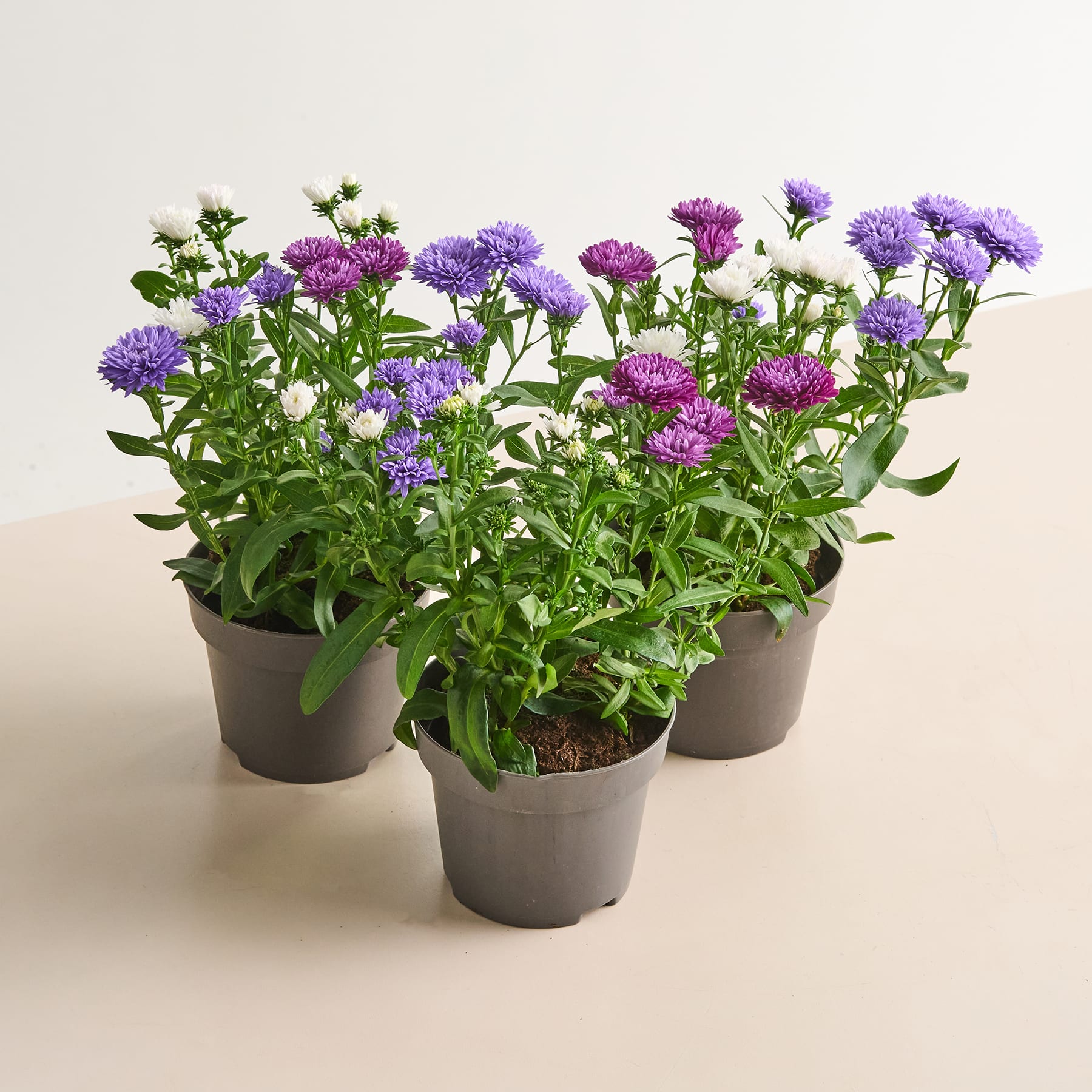 Leuchtend violette und rosa Asterblüten in kleinen Topfpflanzen stehen auf einer hellen Oberfläche.