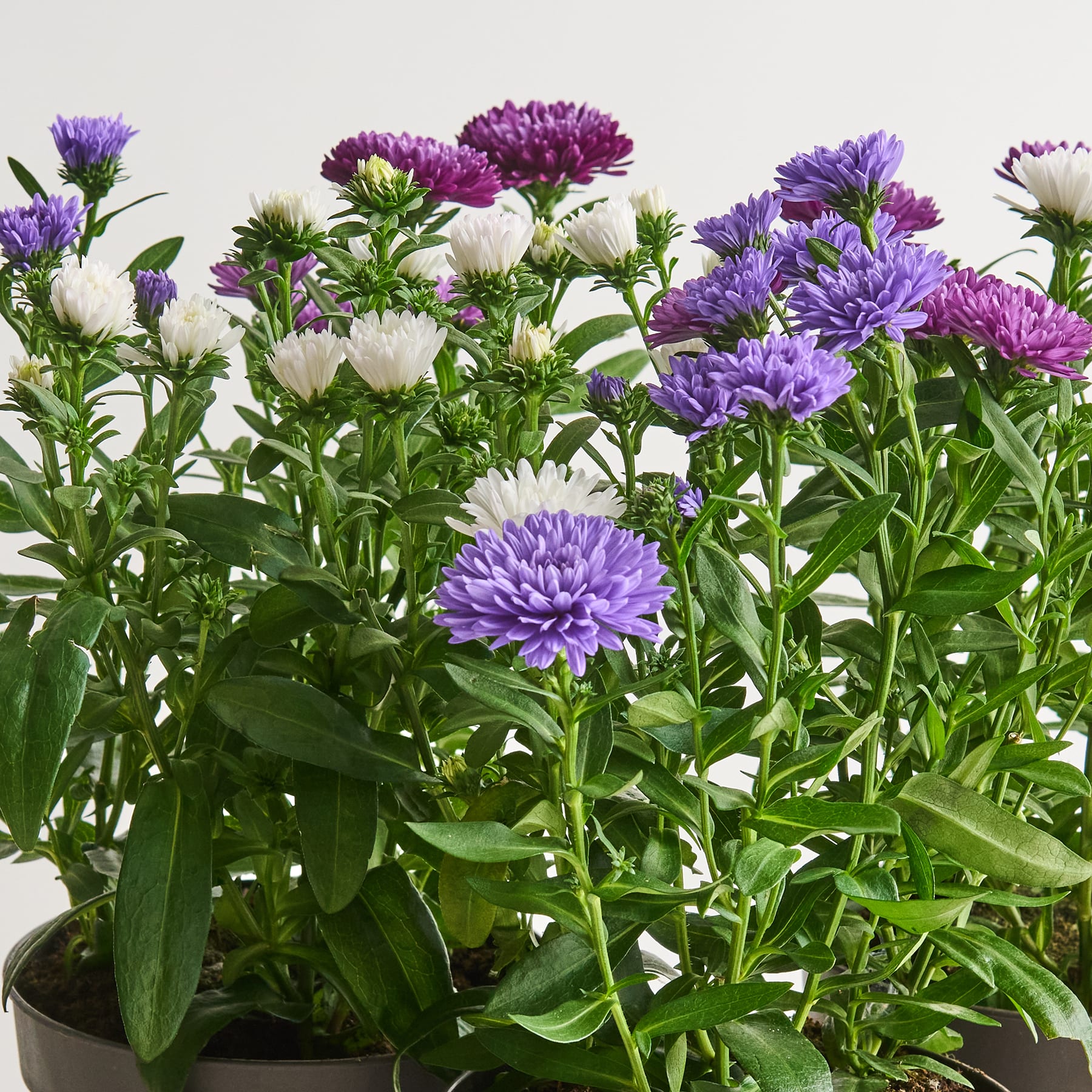 Eine leuchtende Darstellung violetter und weißer Chrysanthemenblüten in verschiedenen Blütestadien vor einem schlichten Hintergrund.