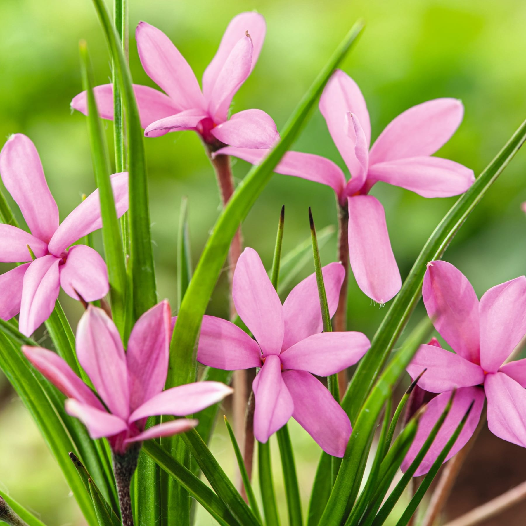 Ein leuchtendes Feld zartrosa Blumen mit schmalen Blütenblättern steht vor einem verschwommenen grünen Hintergrund und schafft eine heitere und natürliche Szene.