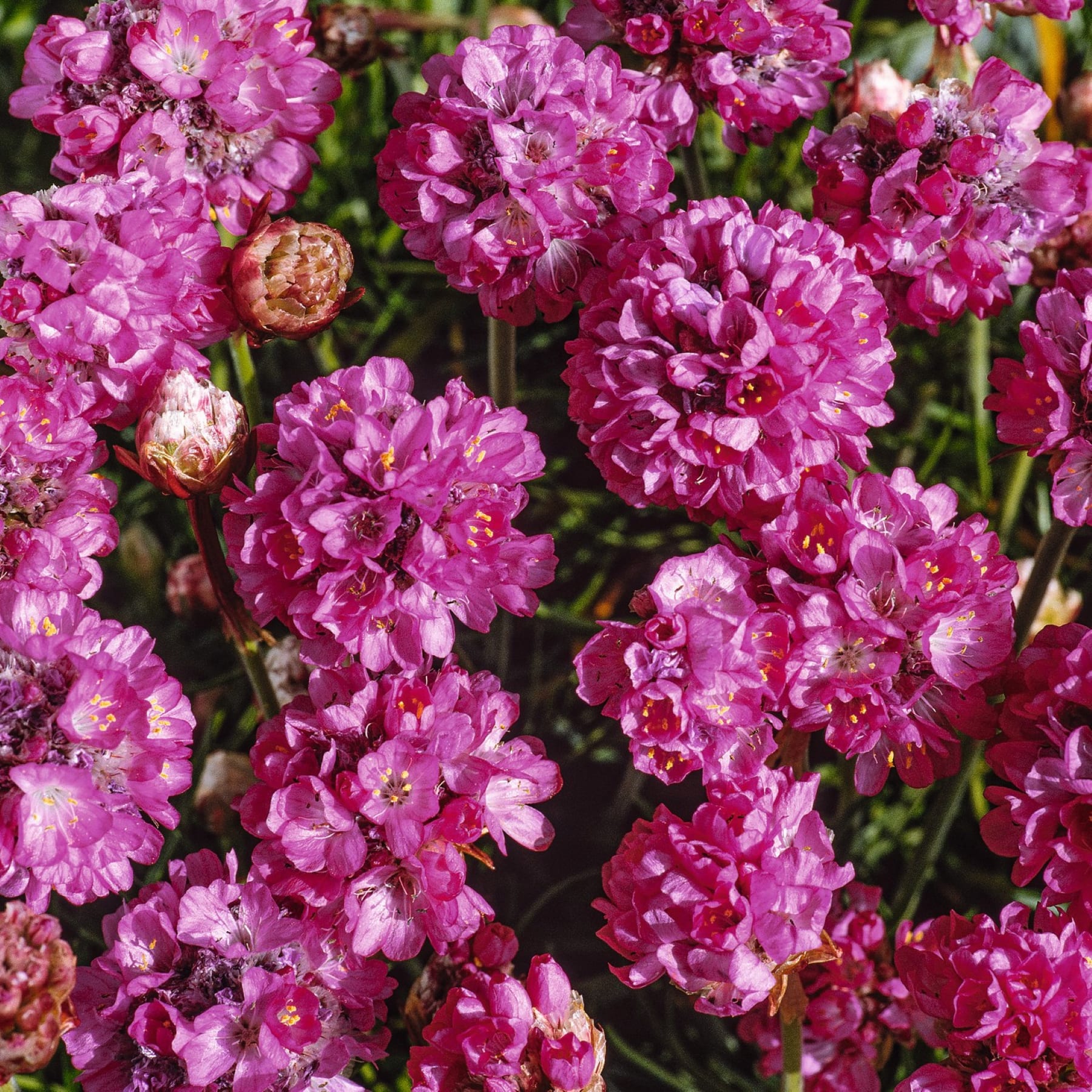 Eine lebendige Darstellung üppiger, rosa Chrysanthemenblüten in voller Blüte vor dem Hintergrund grüner Blätter.